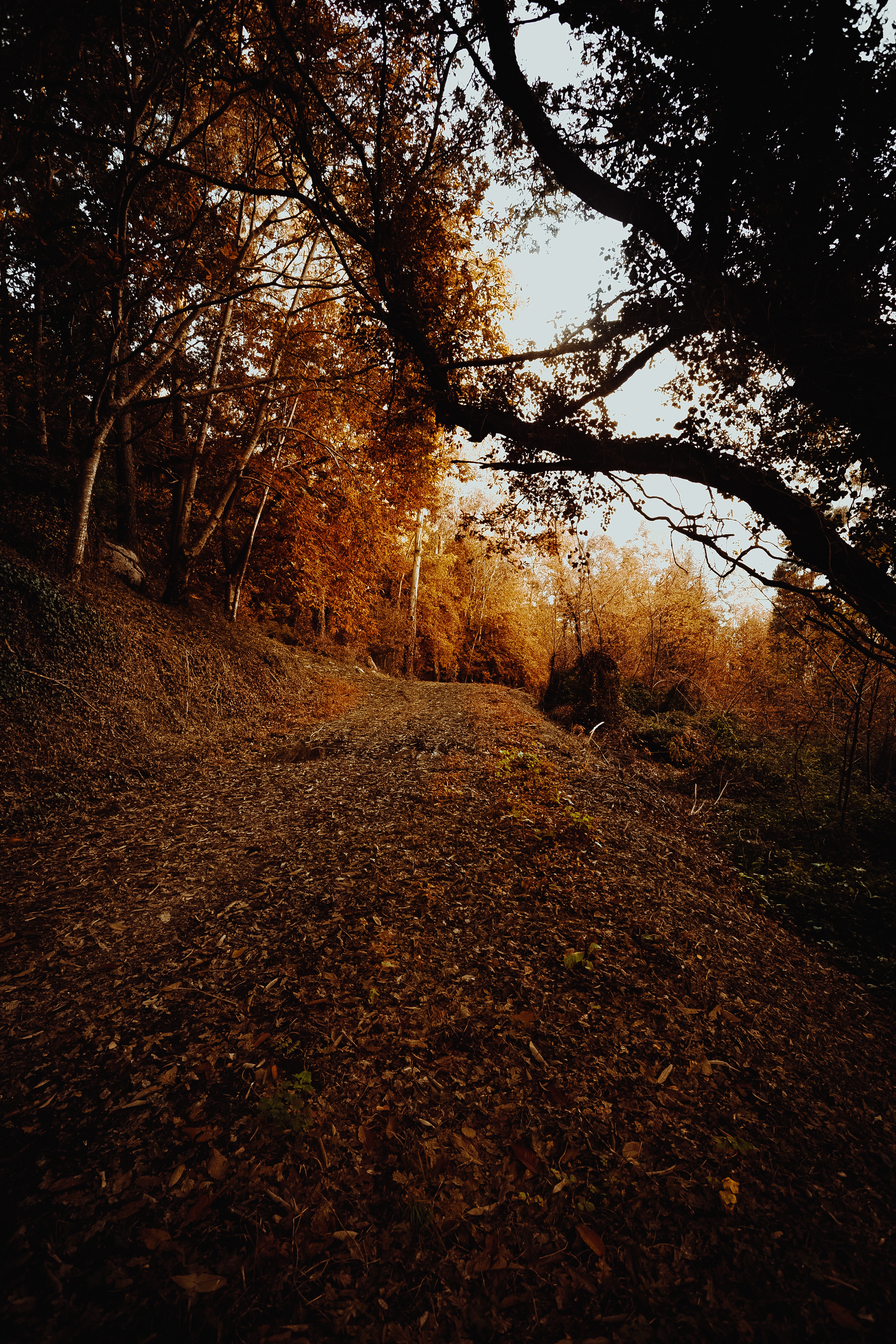 Download mobile wallpaper Slope, Bush, Forest, Nature, Trees, Autumn for free.