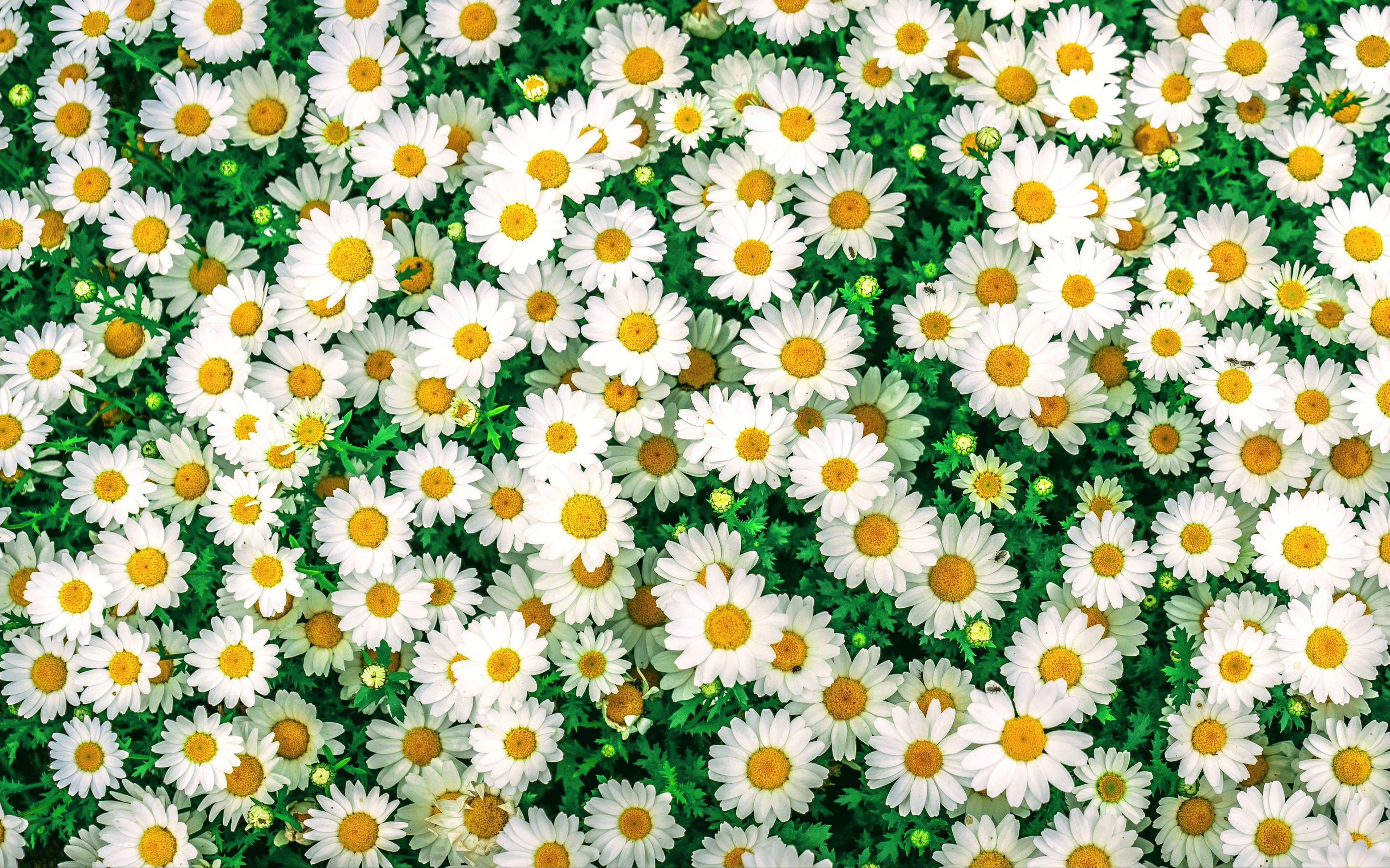 Handy-Wallpaper Blumen, Kamille, Gänseblümchen, Erde/natur kostenlos herunterladen.