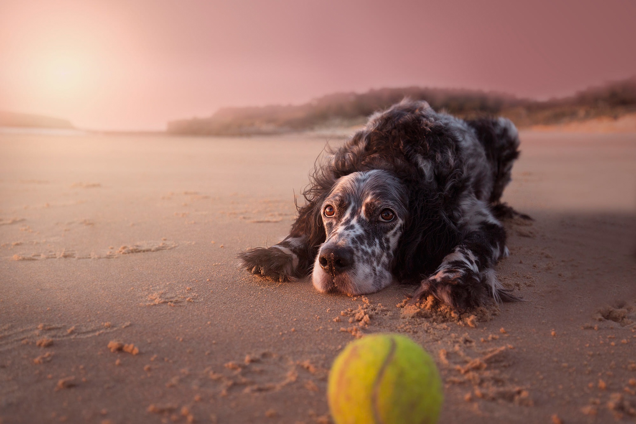 Собачка с мячиком на пляже