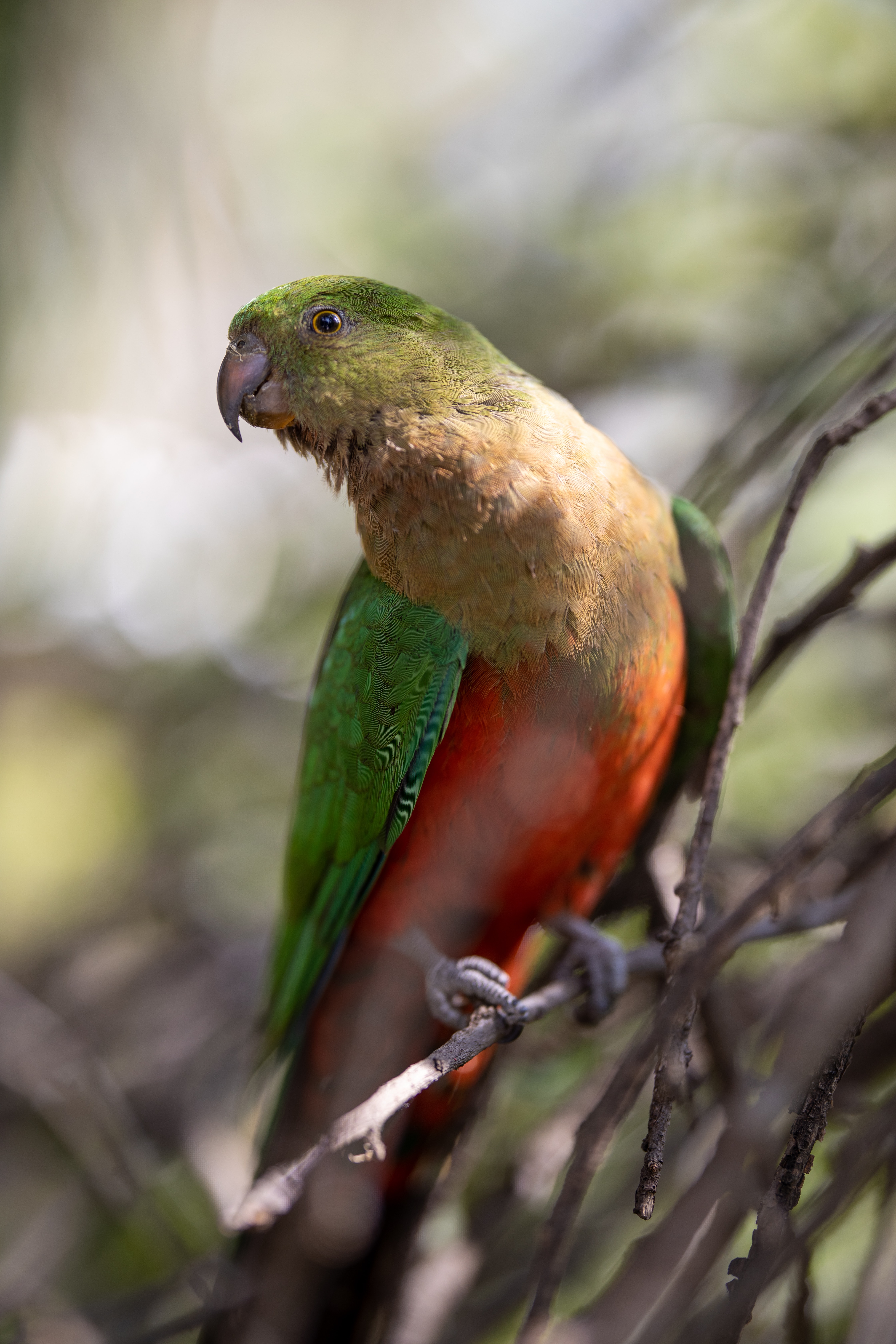 72351 Hintergrundbild herunterladen tiere, papageien, feder, vogel, flügel, ara - Bildschirmschoner und Bilder kostenlos