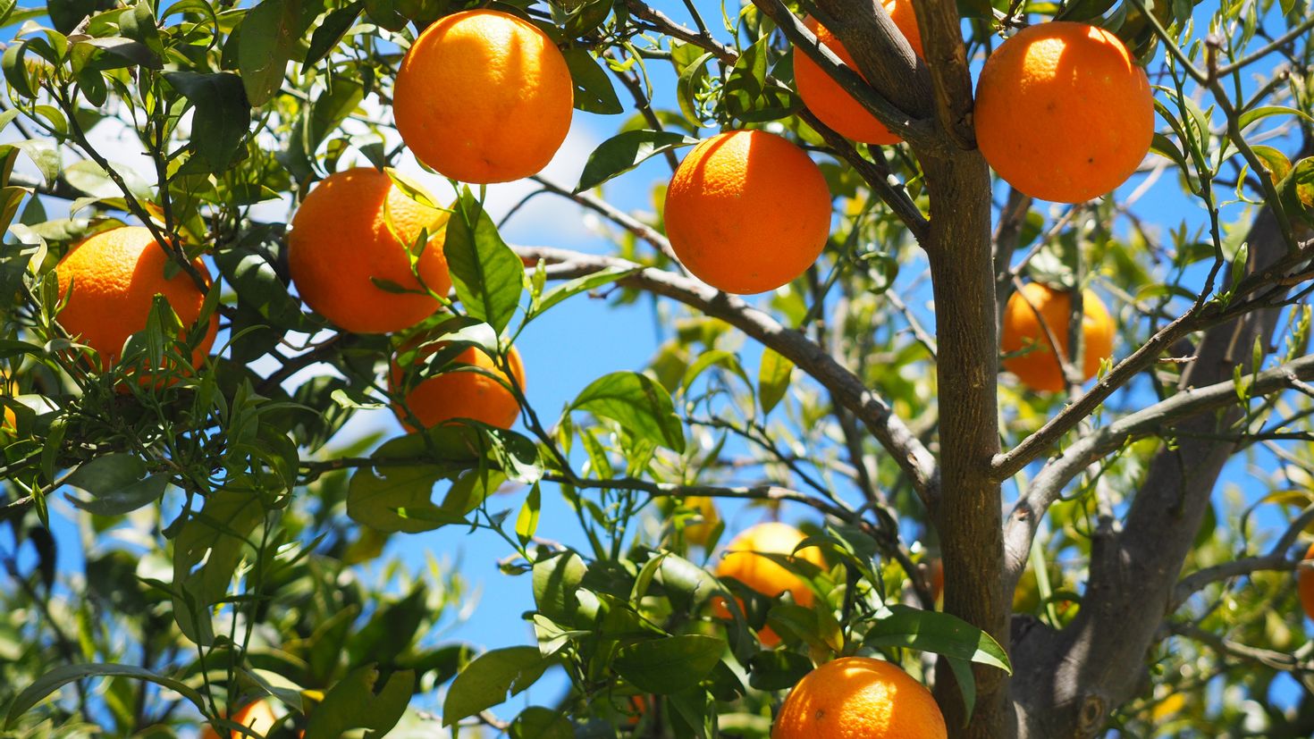 Апельсиновое дерево. Два апельсина на ветке. Два апельсина на ветке на дереве. Африканский вишнёвый апельсин. Дерево мандаринов на закате.