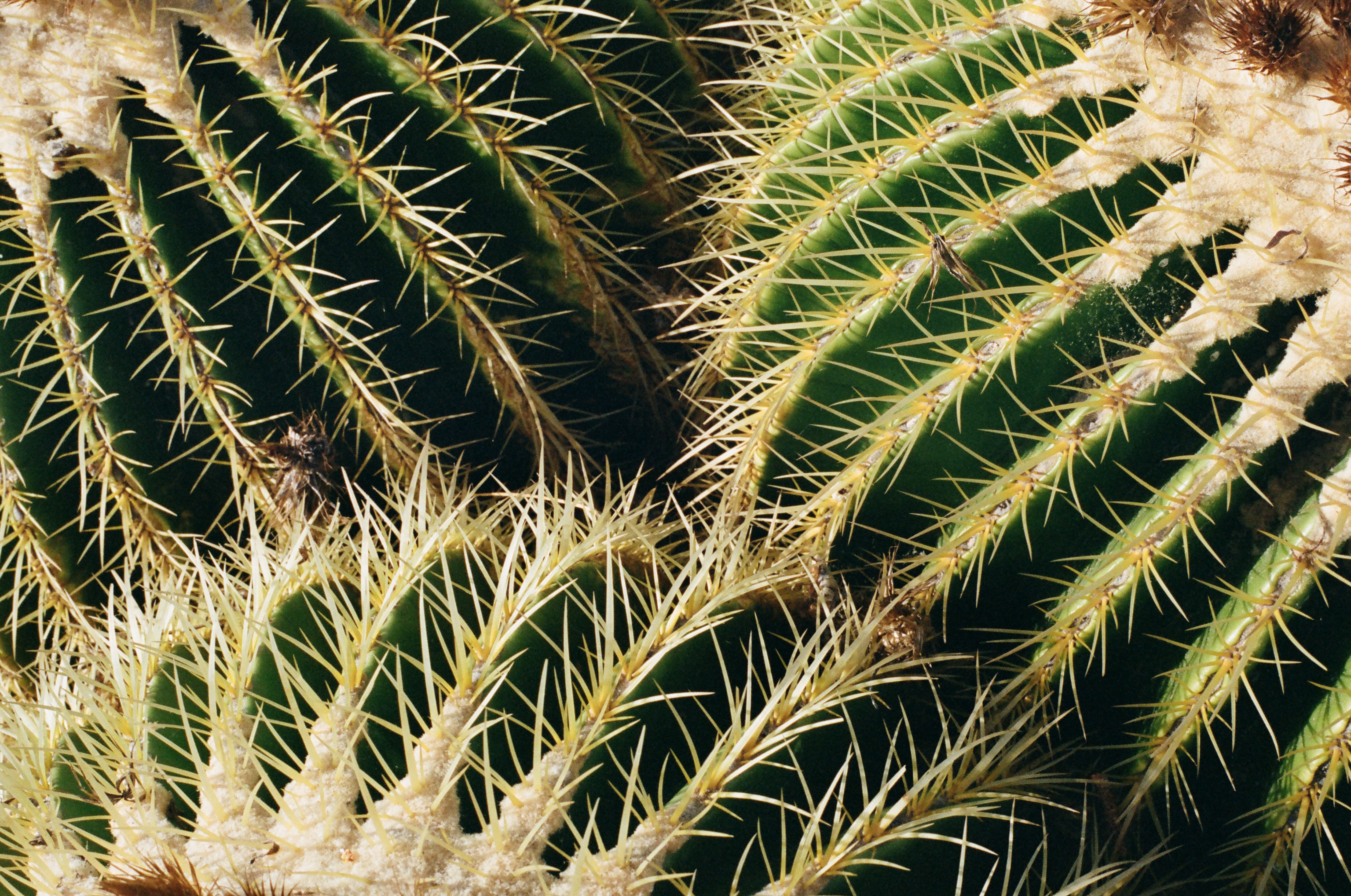 80624 Hintergrundbild herunterladen pflanze, makro, kaktus, dornen, stacheln, saftig, saftigen - Bildschirmschoner und Bilder kostenlos