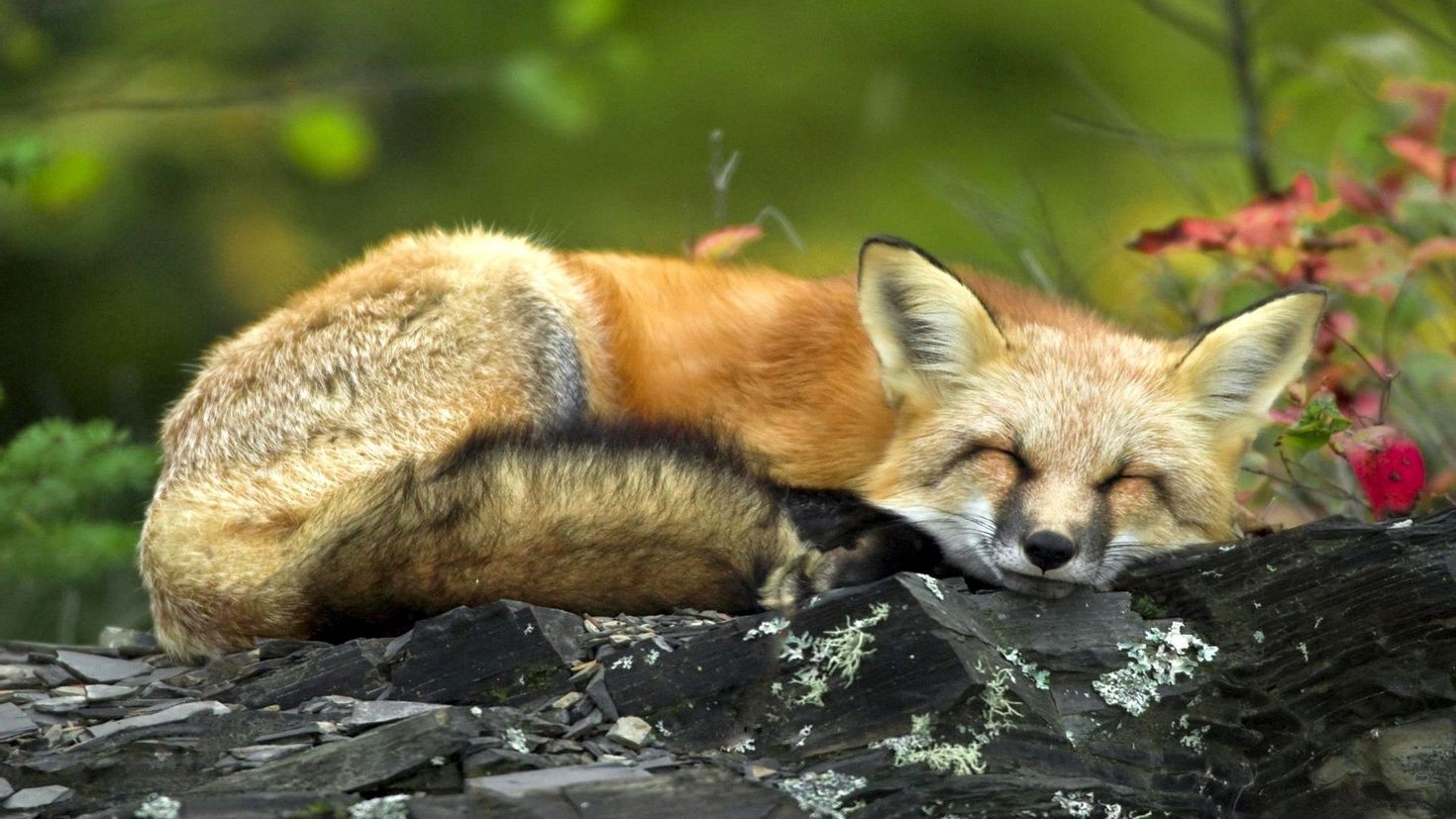Рыжая лиса во сне. Природа и животные. Лиса. Звери на природе.