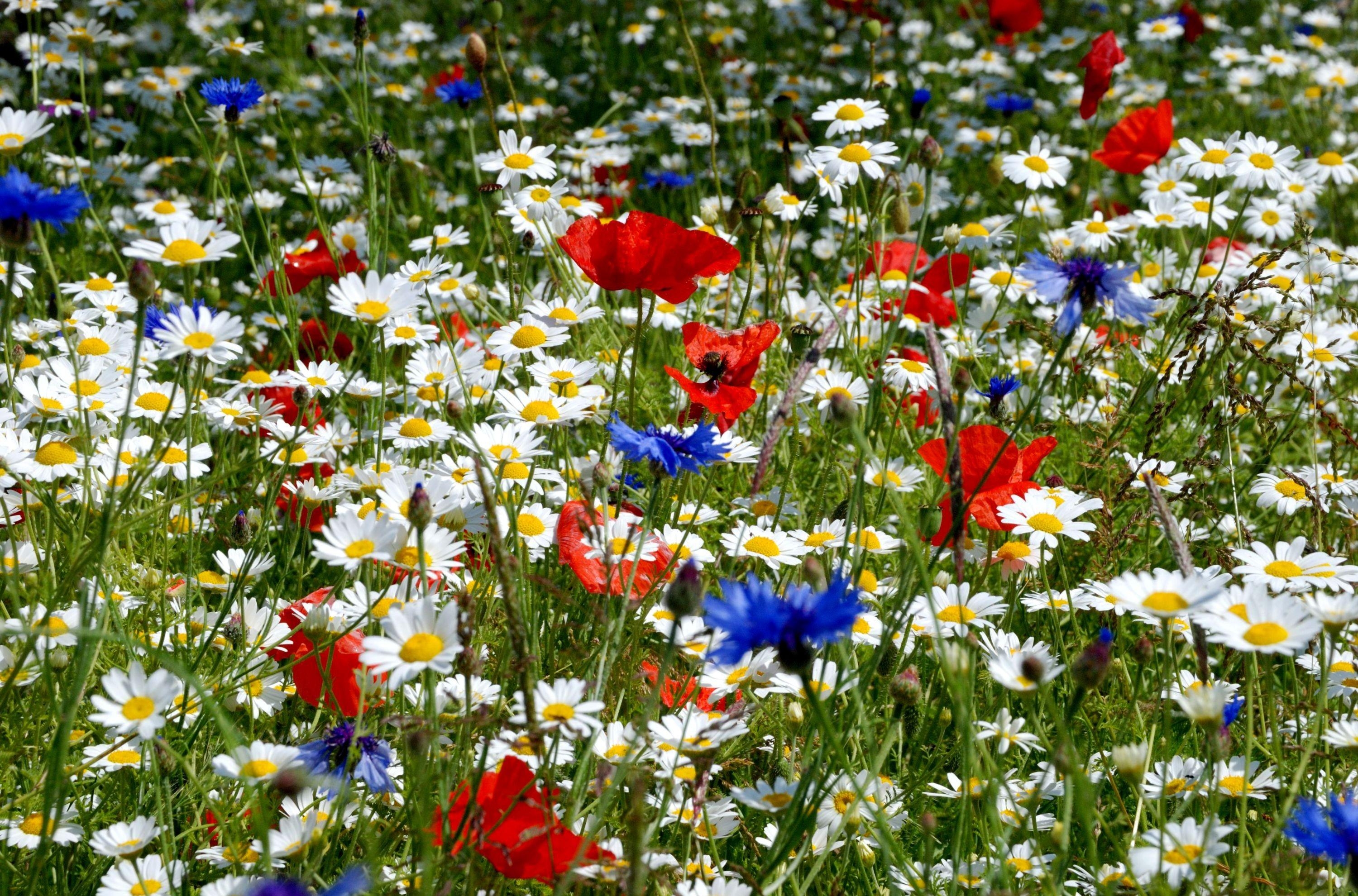 summer, glade, poppies, blue cornflowers, flowers, camomile, ears, polyana, spikes
