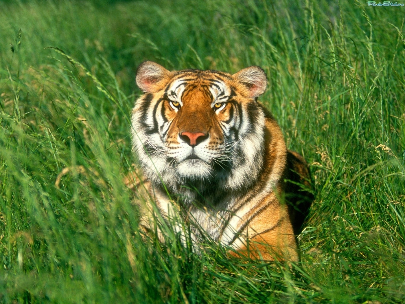 27051 descargar imagen tigres, animales, verde: fondos de pantalla y protectores de pantalla gratis