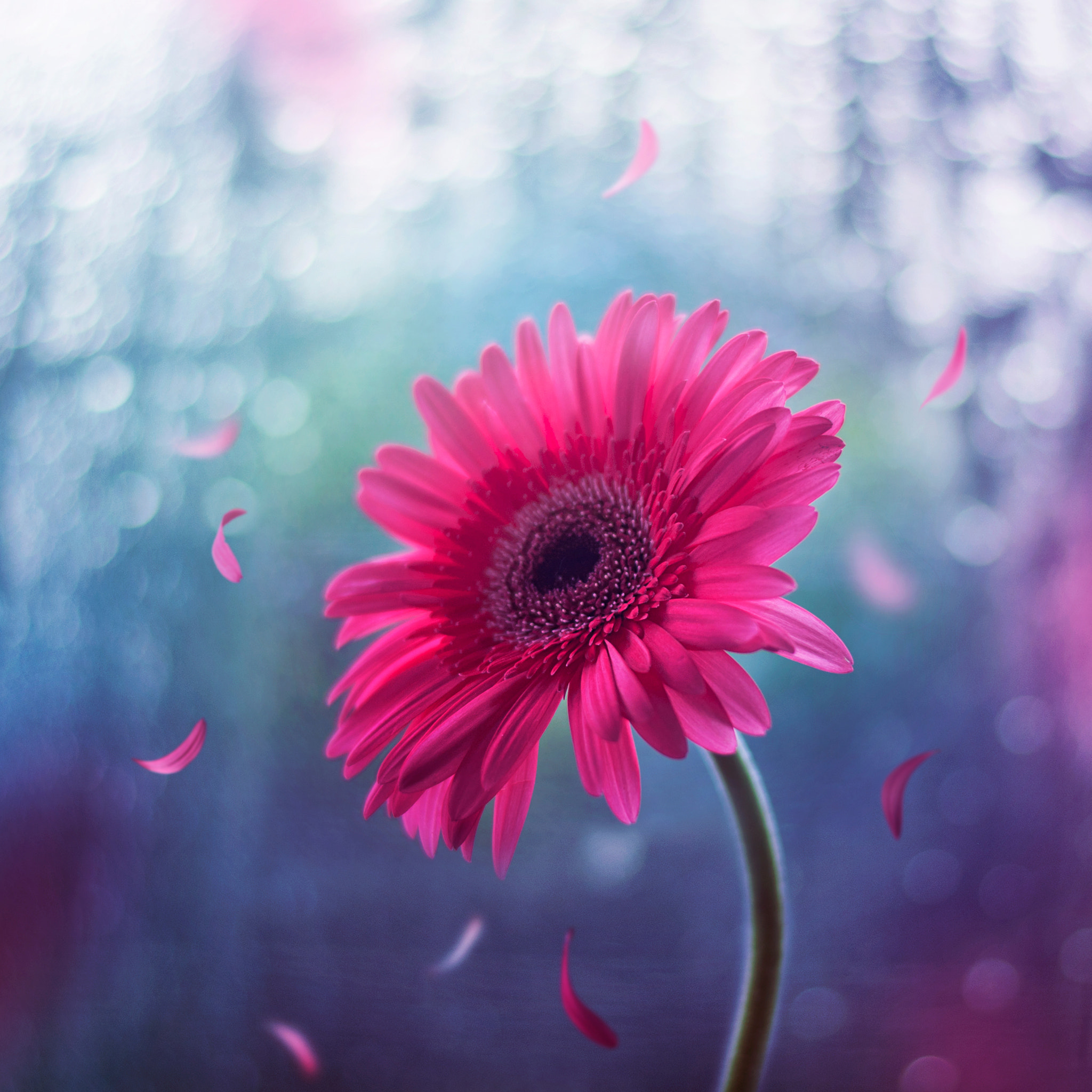 Download mobile wallpaper Flowers, Earth, Gerbera, Pink Flower for free.