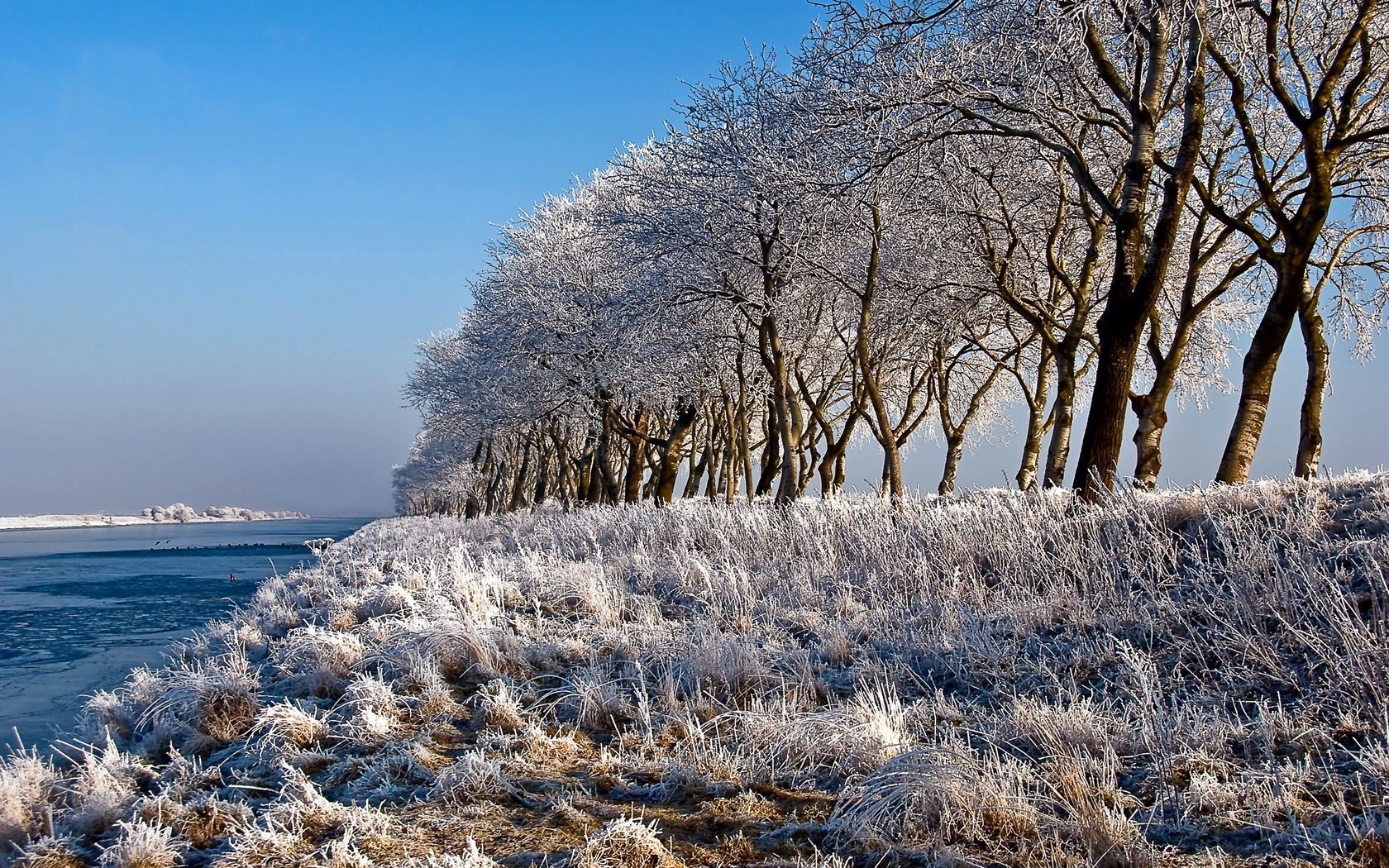 Download mobile wallpaper Shore, Row, Trees, Frost, Hoarfrost, Bank, Rivers, Nature for free.