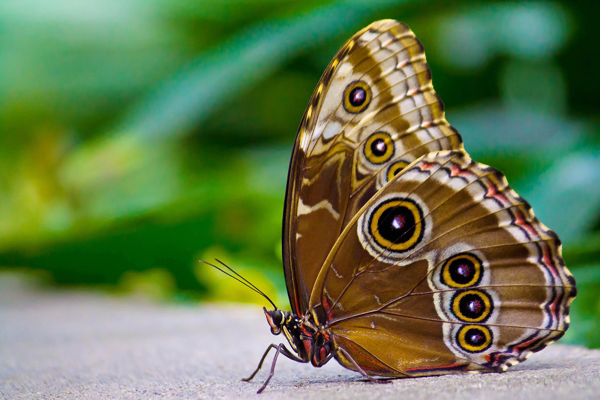 無料モバイル壁紙昆虫, 翼, 大きい, マクロ, 表面, バタフライ, 蝶, パターンをダウンロードします。