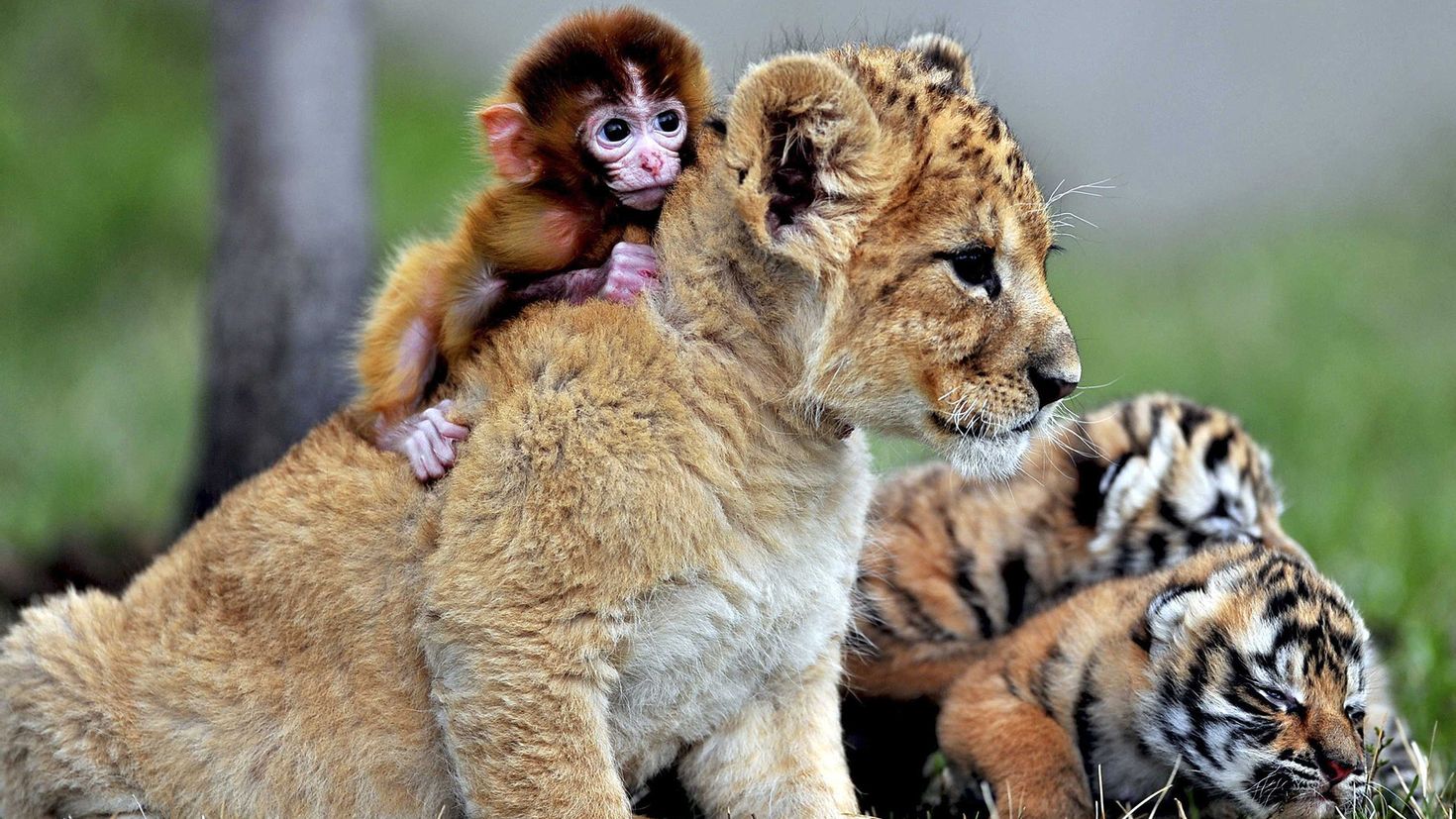 Детеныши картинки. Детеныши животных. Дружба животных. Львята и тигрята. Животные вместе.