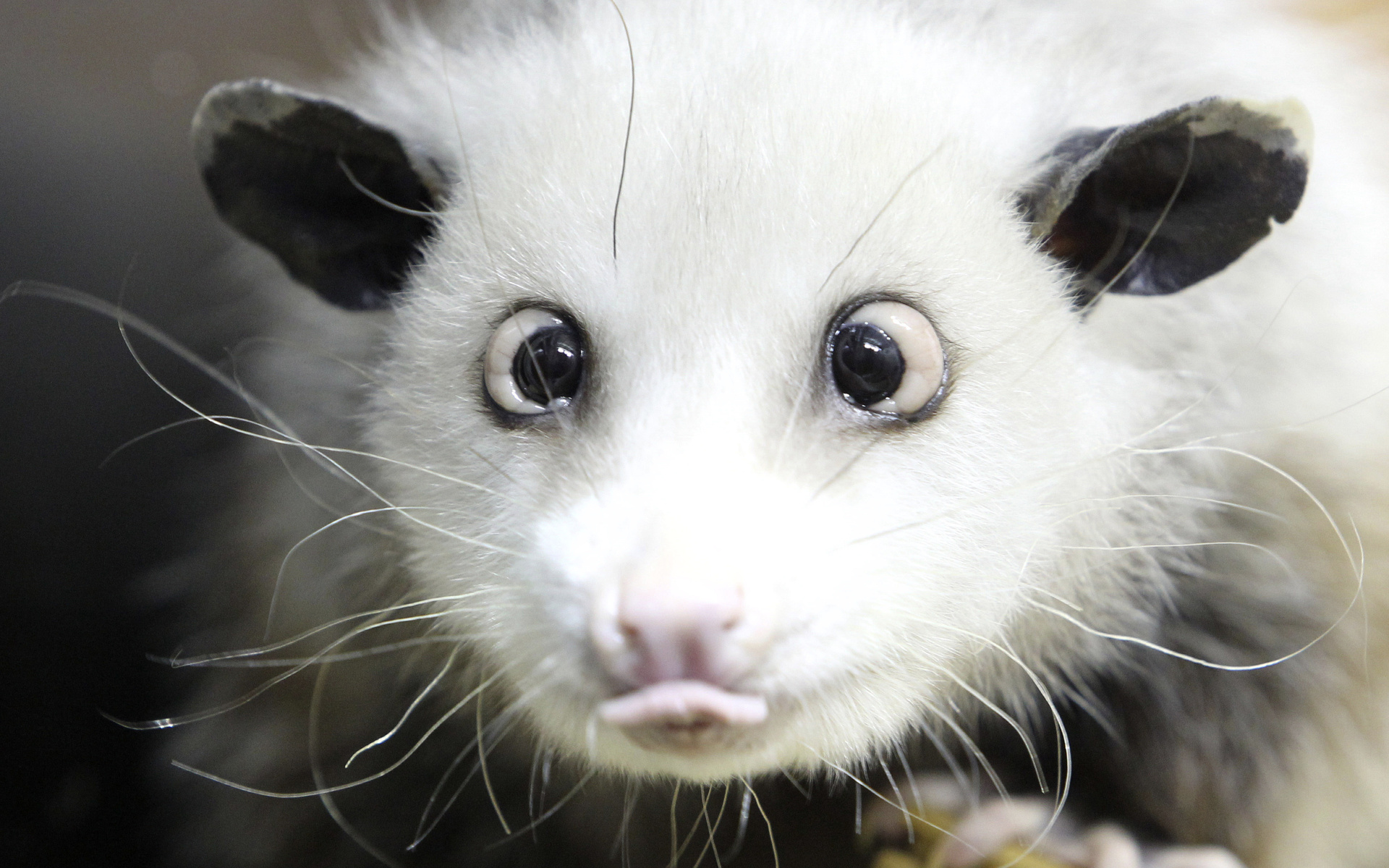 animal, opossum Smartphone Background