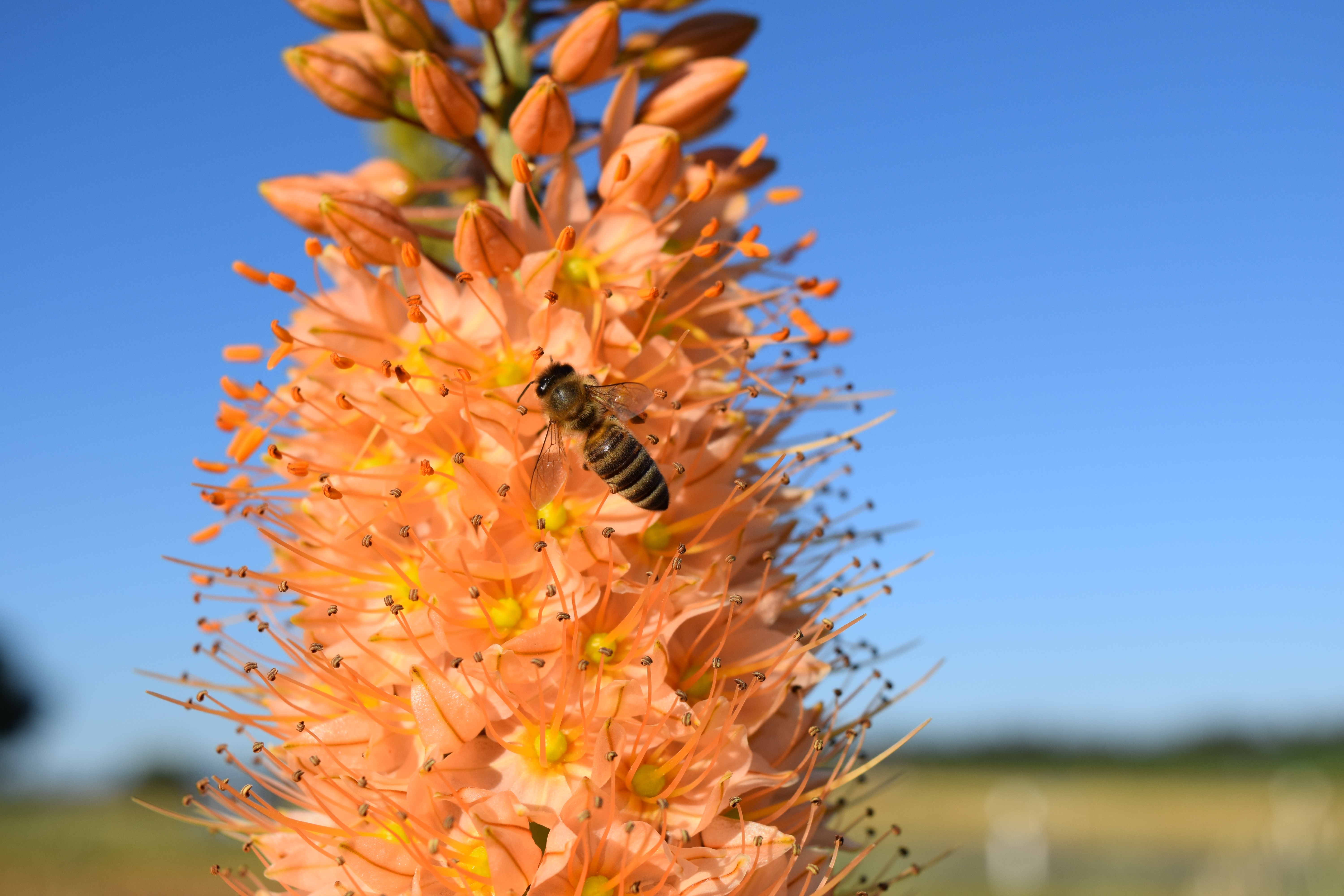 flowers, flower, bee, pollination, eremurus for android