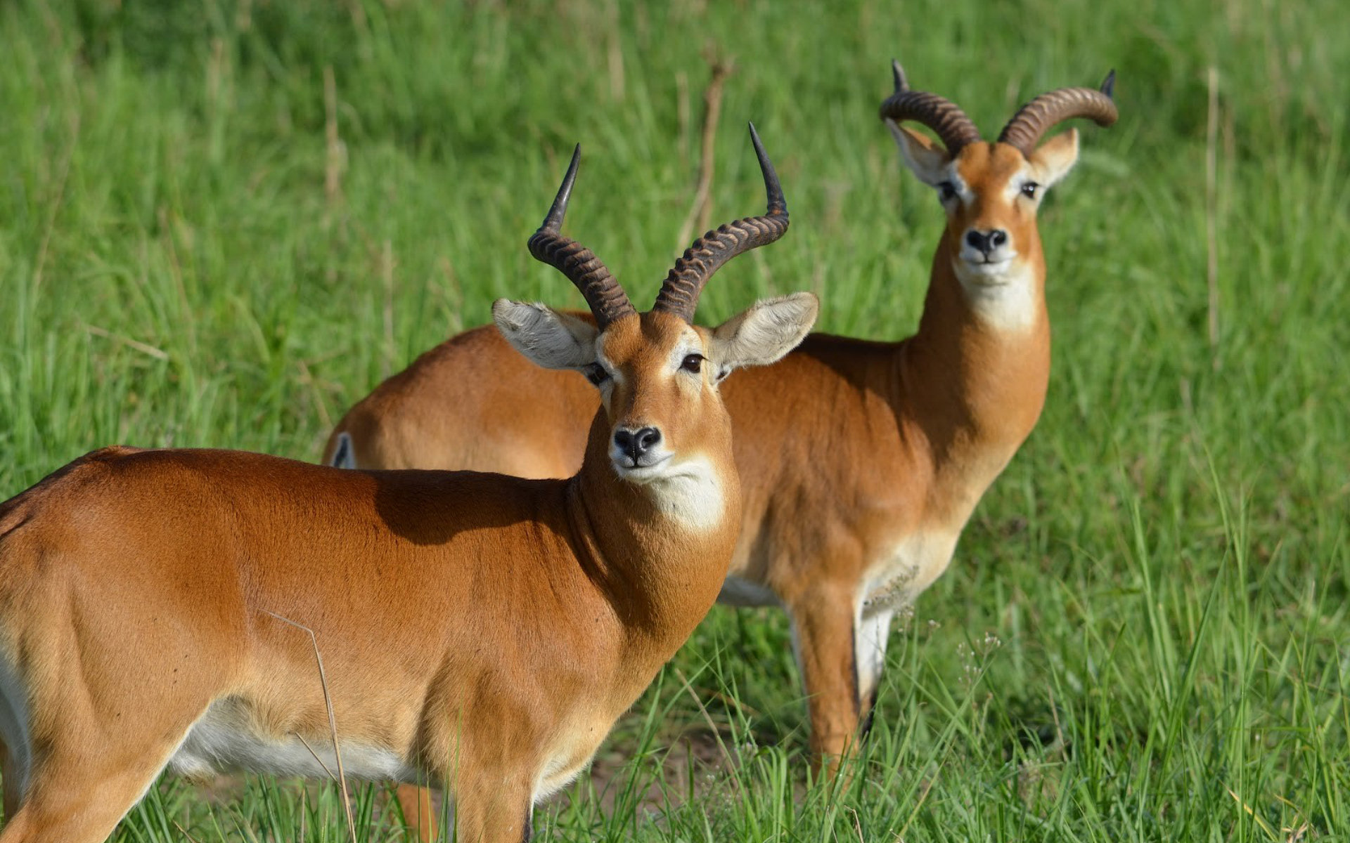 561893 Bild herunterladen tiere, antilope, ugandischer kob - Hintergrundbilder und Bildschirmschoner kostenlos
