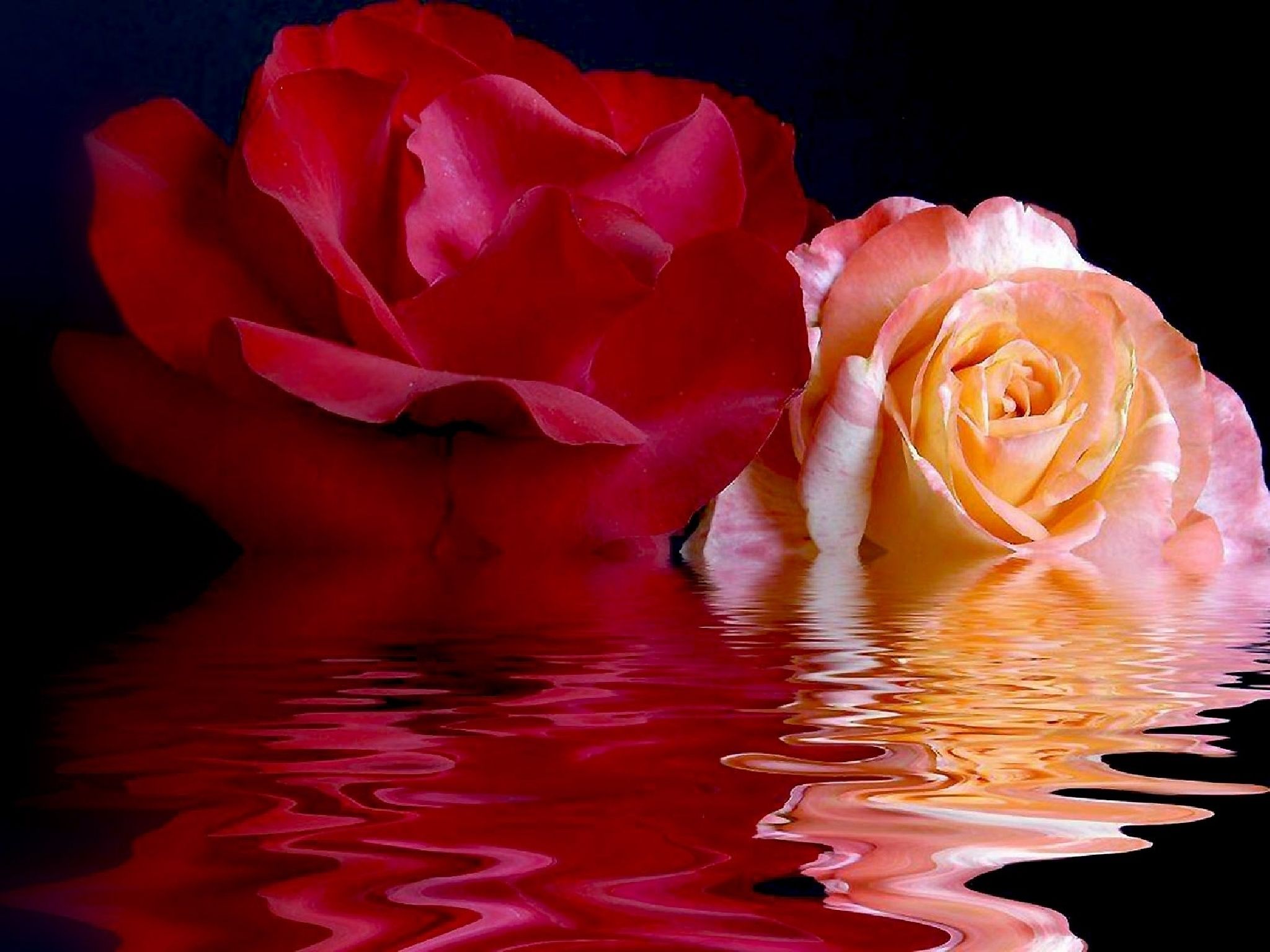 Розы над водой