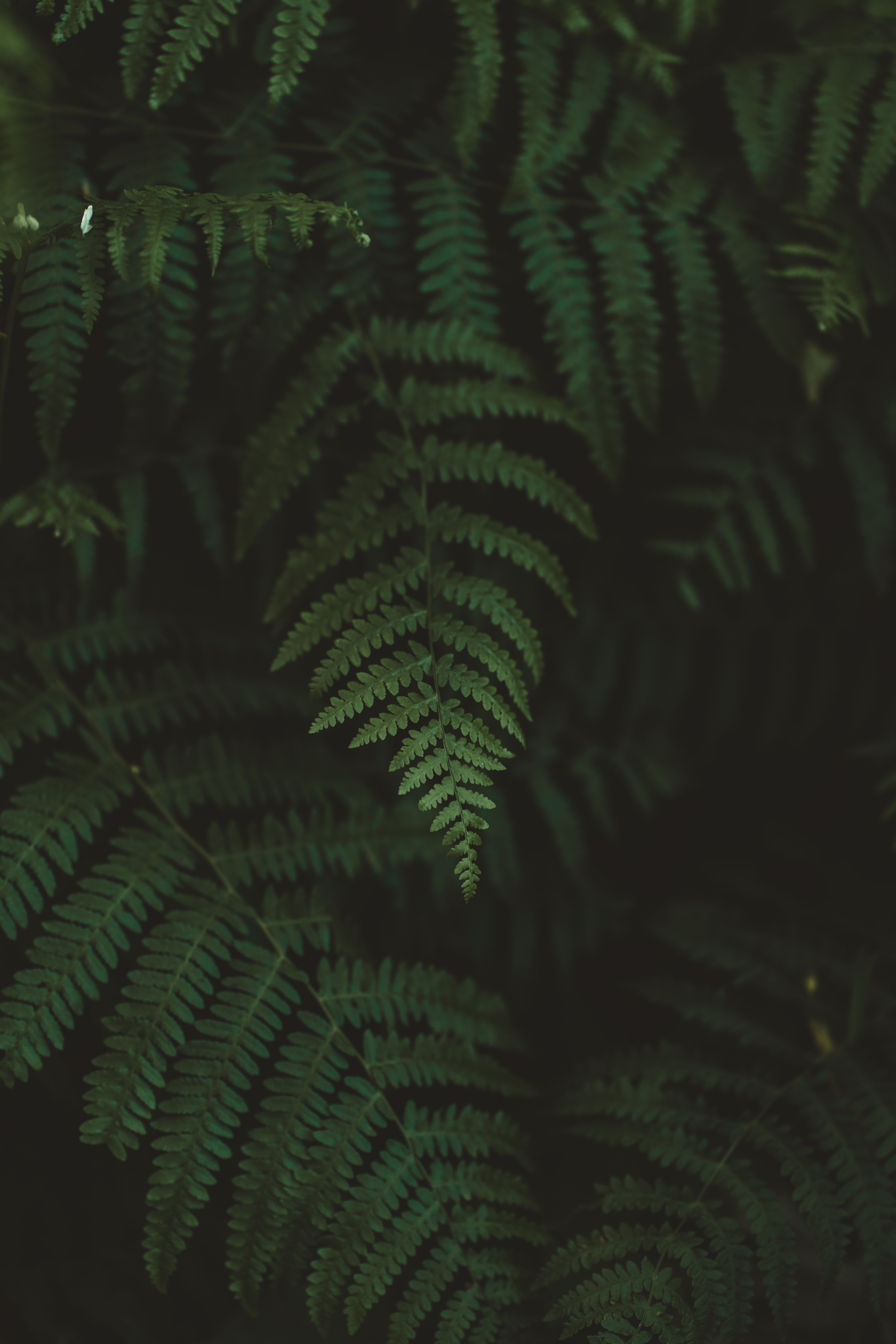 nature, fern, leaves, macro, blur, smooth