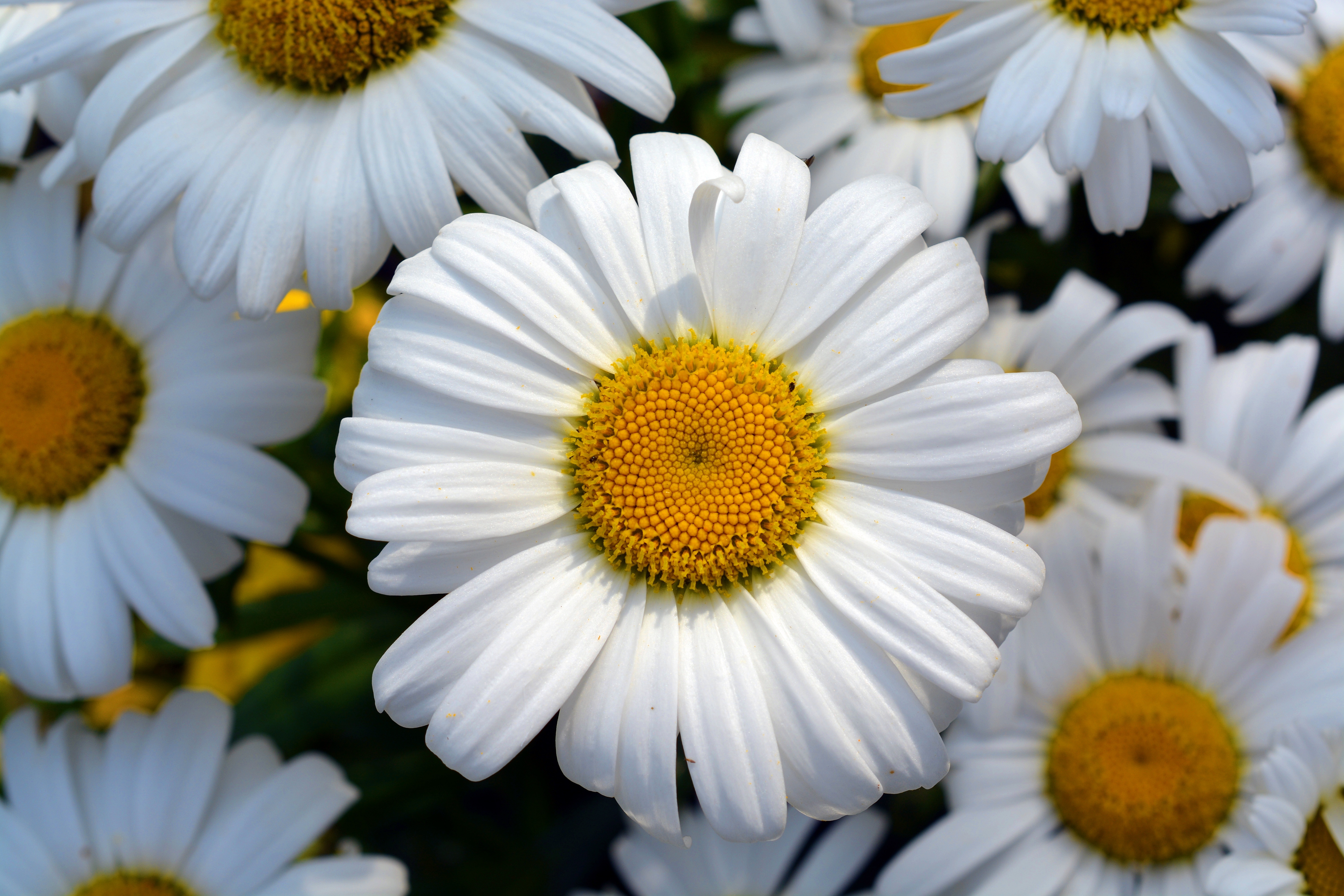 Download mobile wallpaper Field, Chamomile, Petals, Flowers, Flower, Camomile for free.