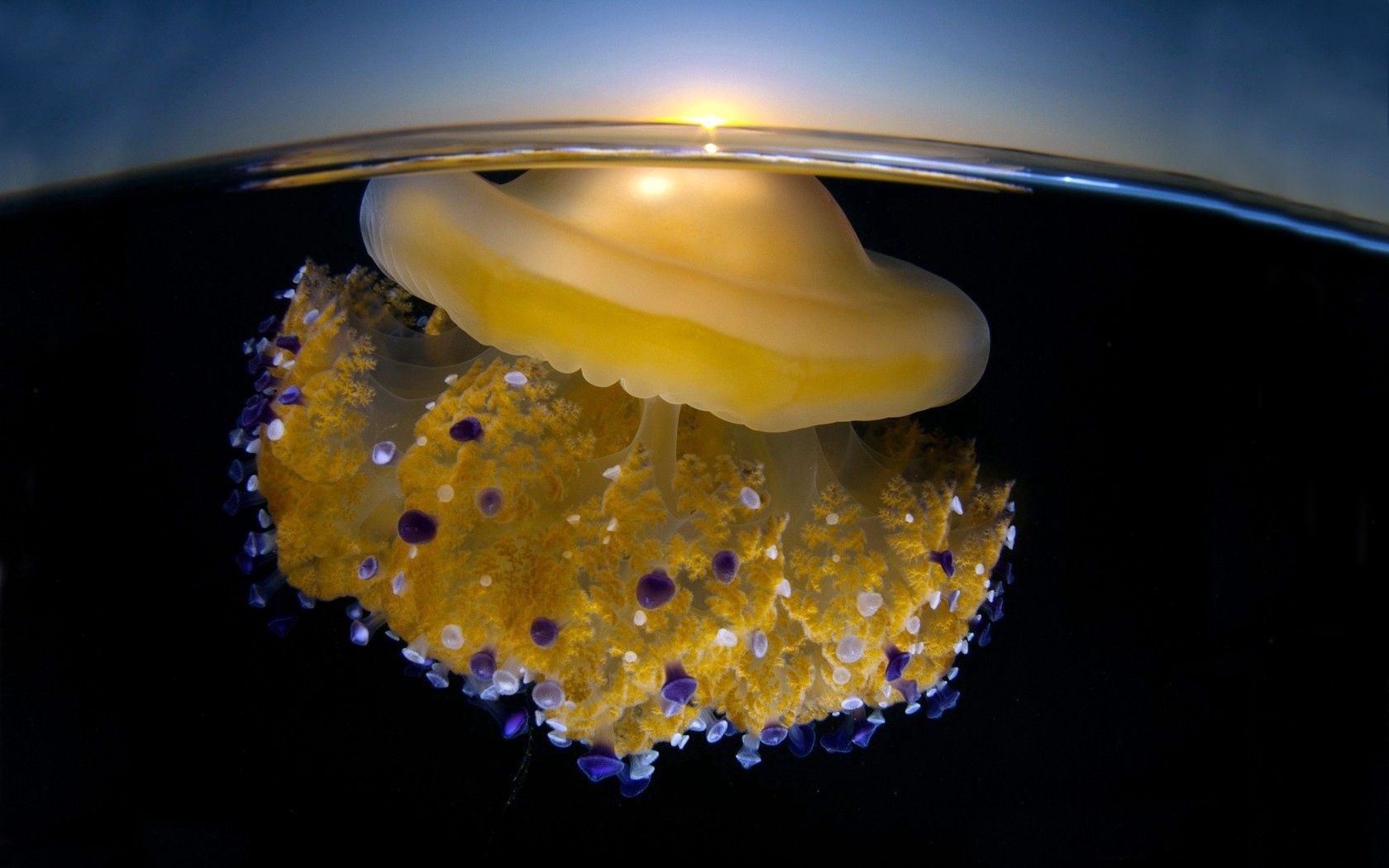 Download mobile wallpaper Macro, Animals, Sky, Ocean, Surface, Sunset, Jellyfish for free.
