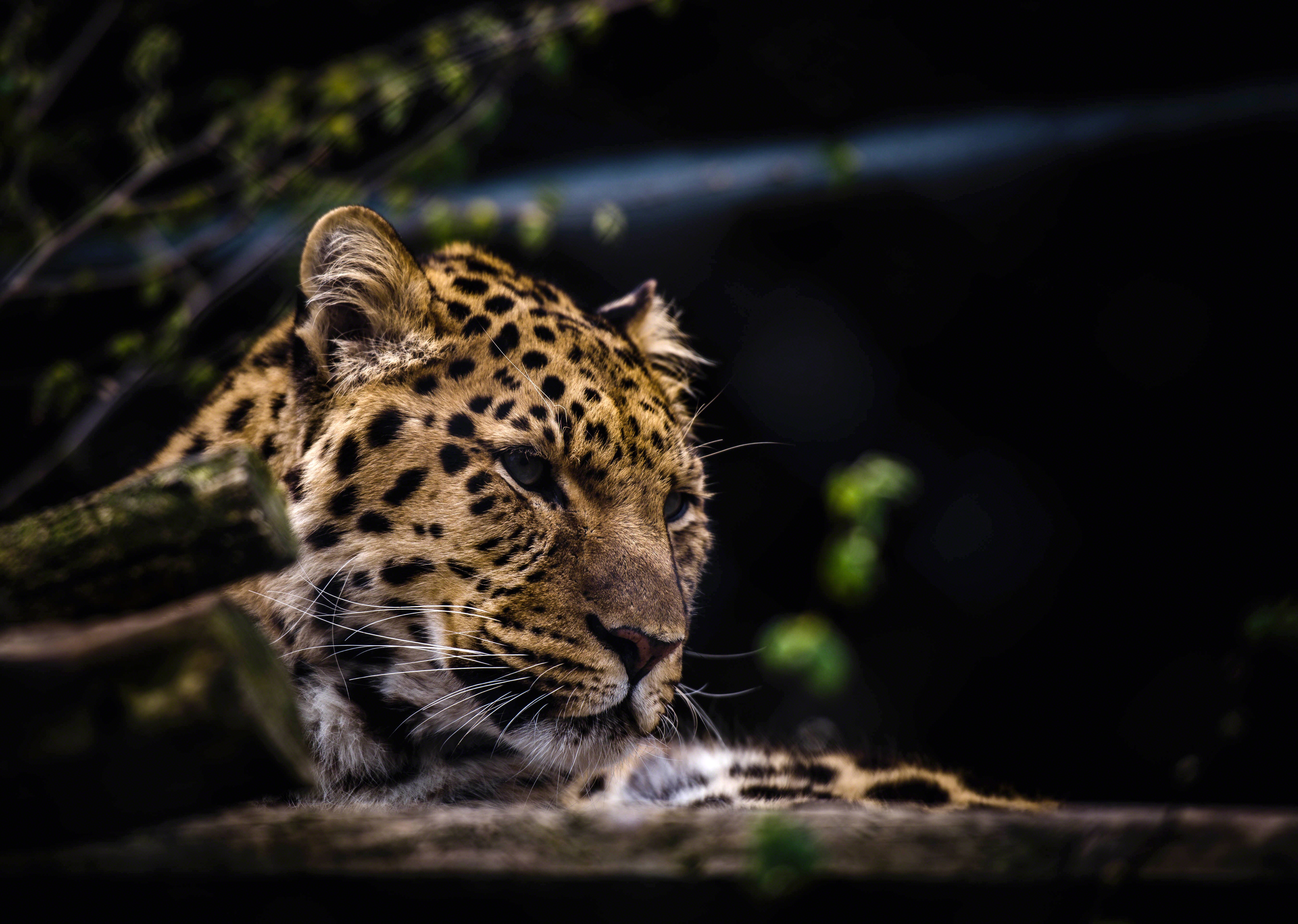 75992 скачать картинку леопард, животные, морда, хищник, большая кошка - обои и заставки бесплатно