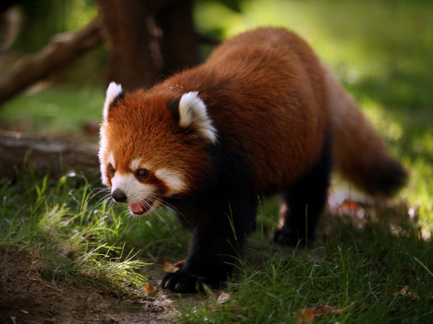 33088 Hintergrundbild herunterladen tiere, pandas - Bildschirmschoner und Bilder kostenlos