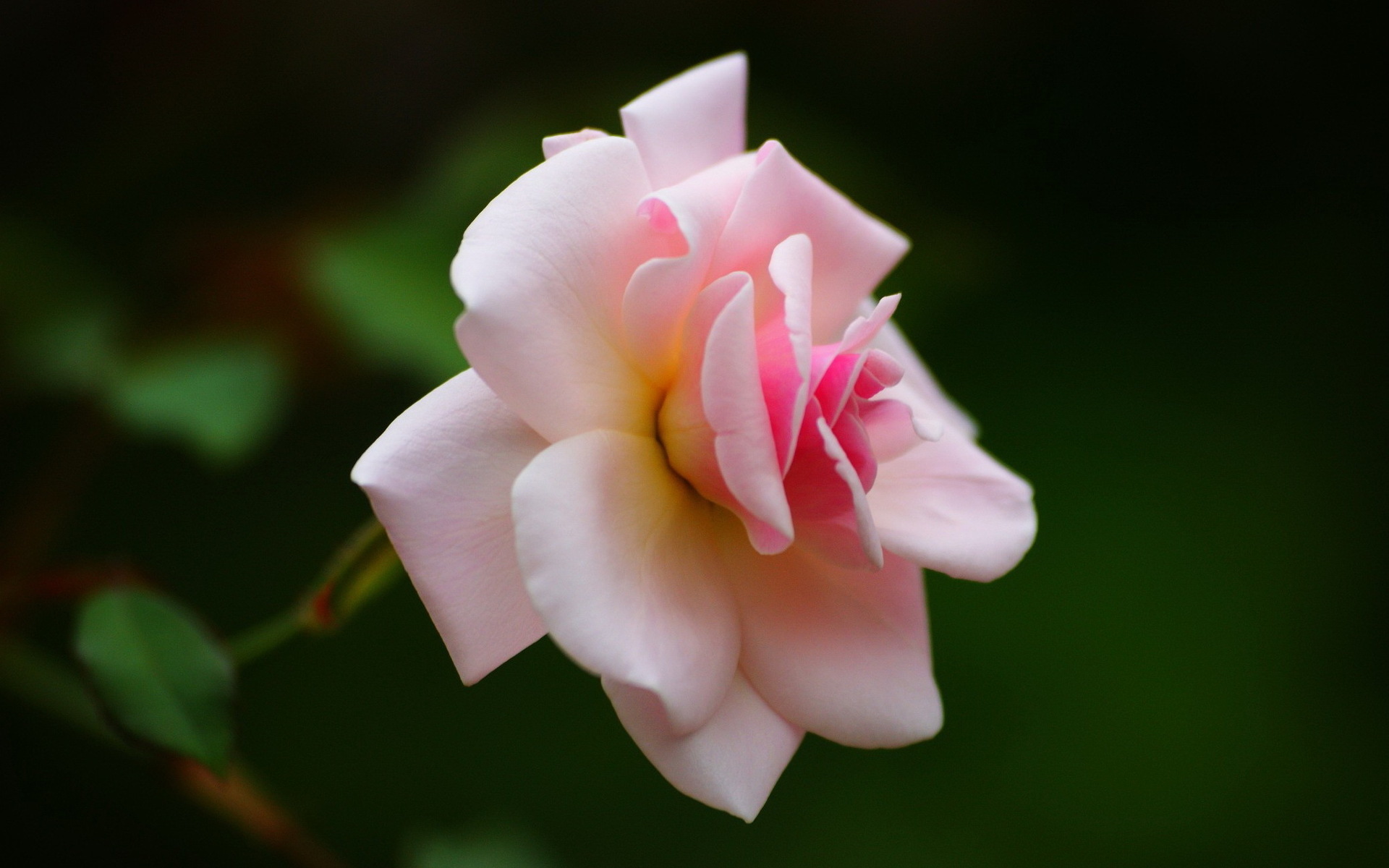 Камунская Роза