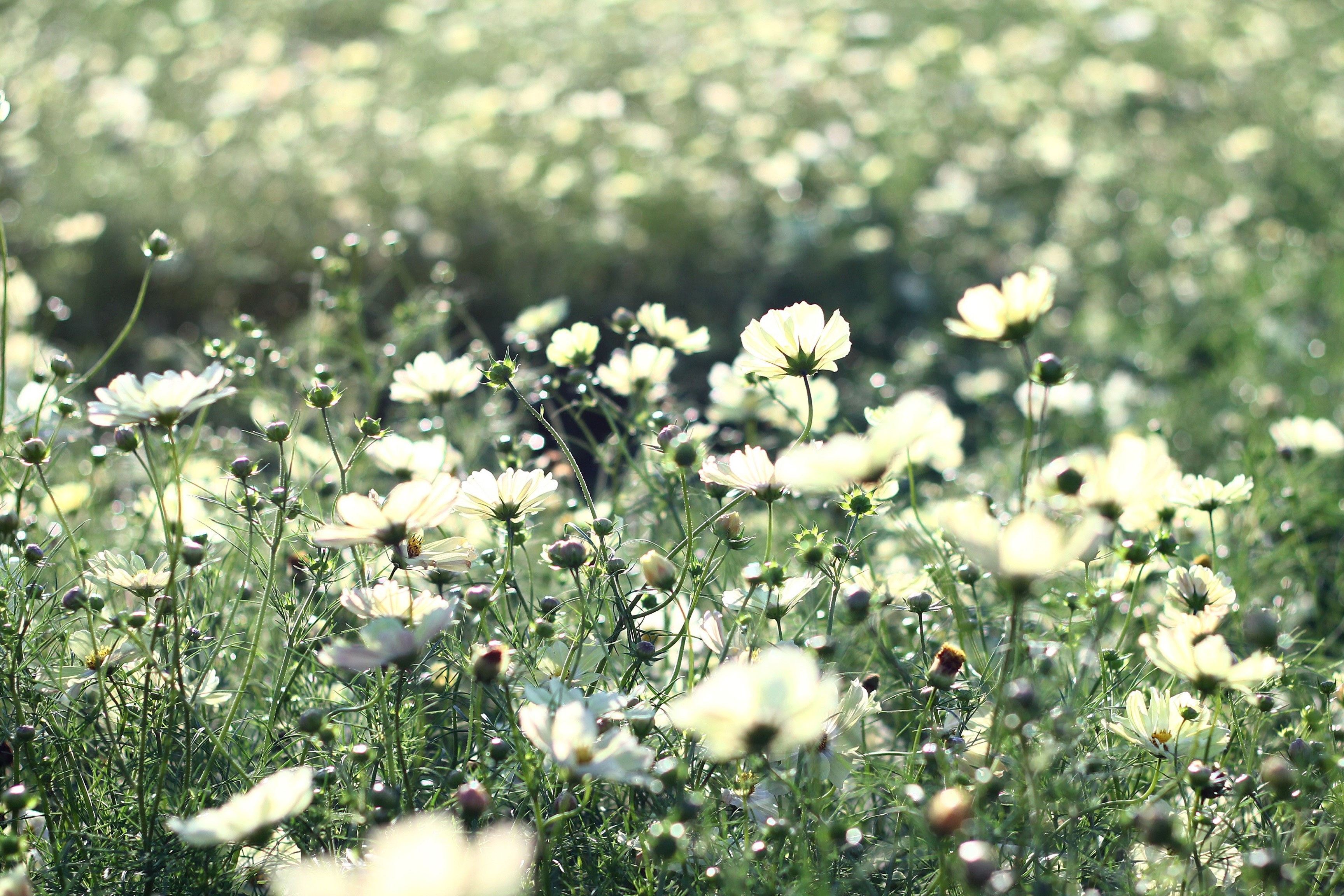 android kosmeya, flowers, grass, field, cosmos