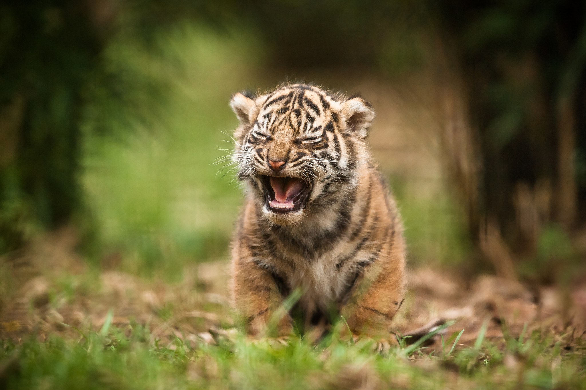 Download mobile wallpaper Tiger, Animals, Young, Joey, Scream, Cry, Smooth, Blur for free.