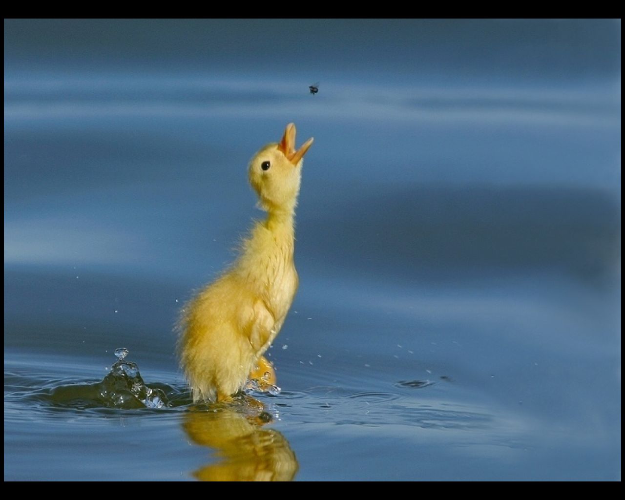 duck, bird, animal, water