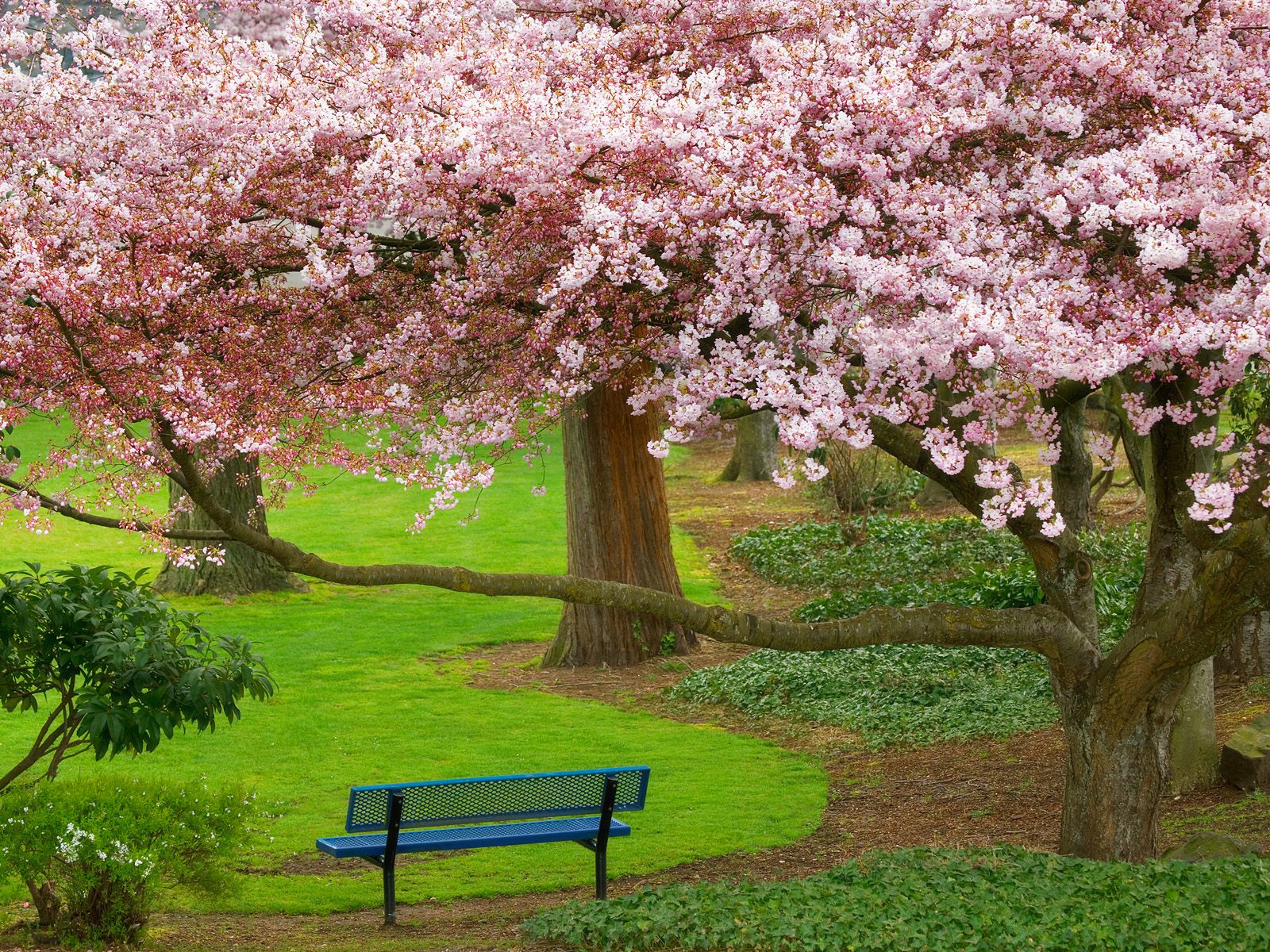 Download mobile wallpaper Brementon, Washington, Cherry Blossom, Bench, Spring, Park, Photography, Tree for free.