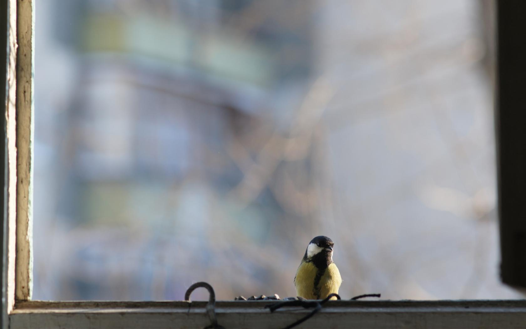 Птичка садится на окошко. Птичка на подоконнике. Птицы на окна. Синичка на окне. Птицы за окном.