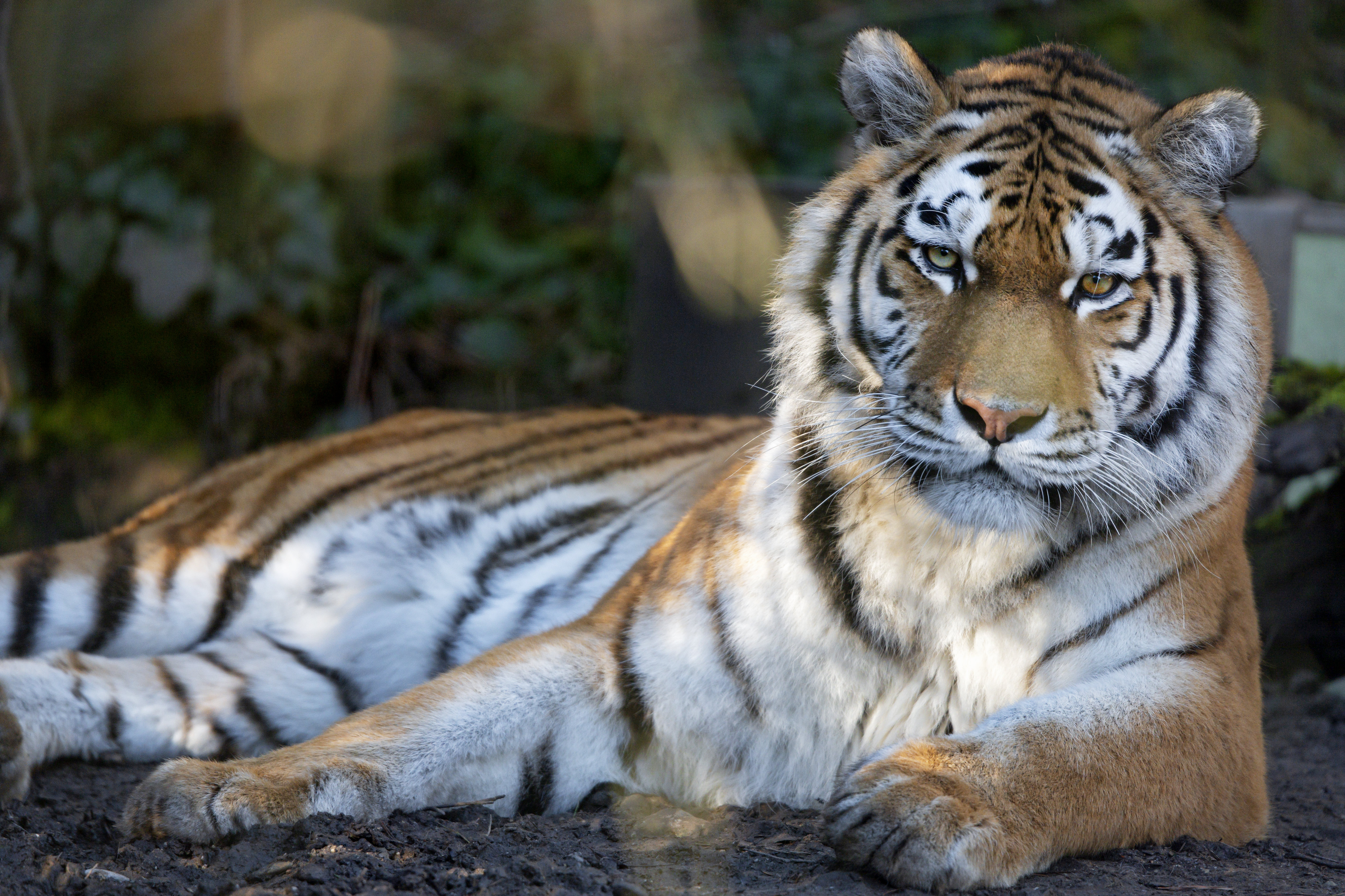 69806 Bild herunterladen tiger, tiere, raubtier, predator, große katze, big cat, sicht, meinung, streifen - Hintergrundbilder und Bildschirmschoner kostenlos