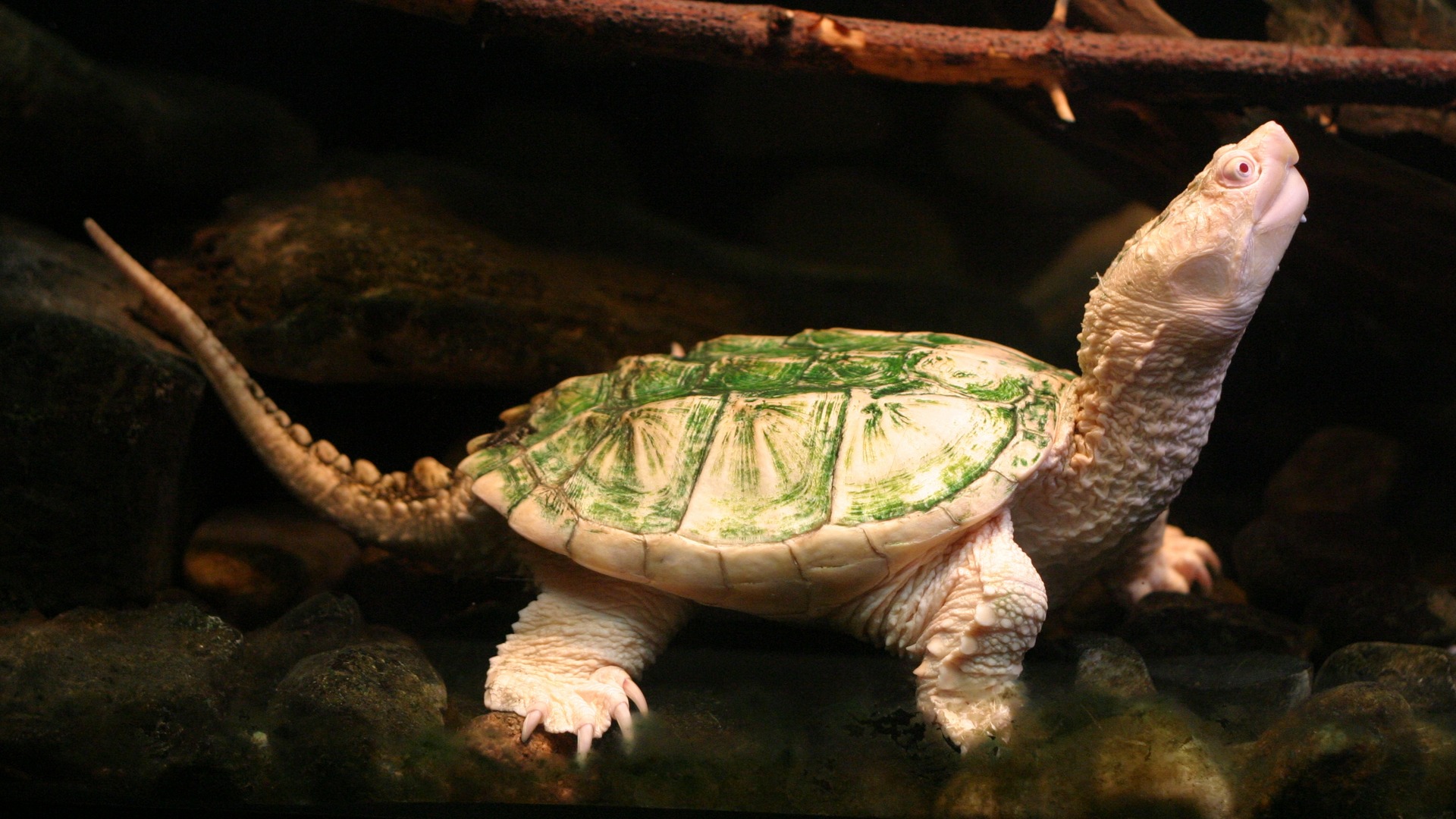 521825 Hintergrundbild herunterladen tiere, schildkröte, schildkröten - Bildschirmschoner und Bilder kostenlos
