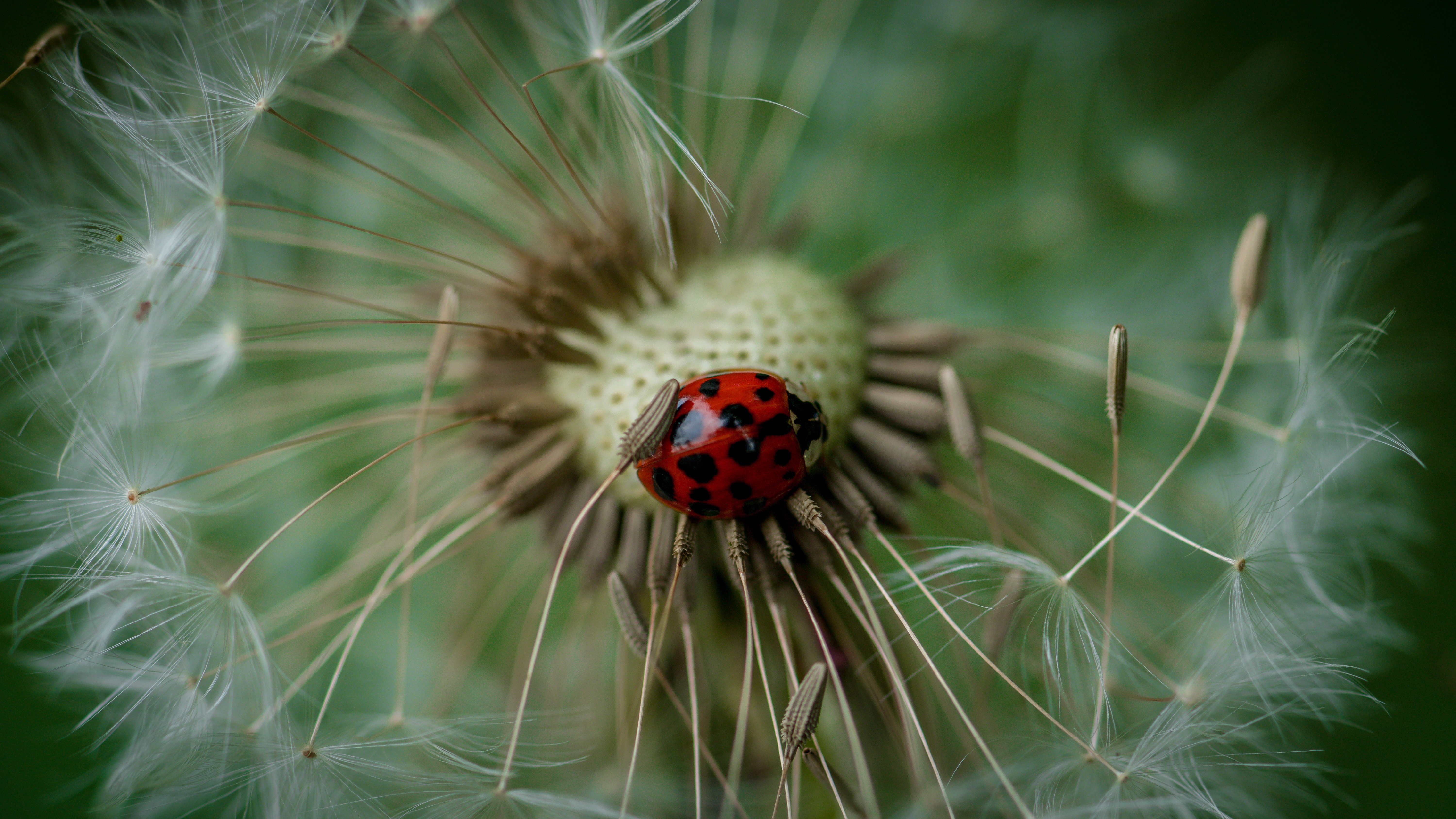 ladybug, macro, insect, ladybird, dandelion Full HD