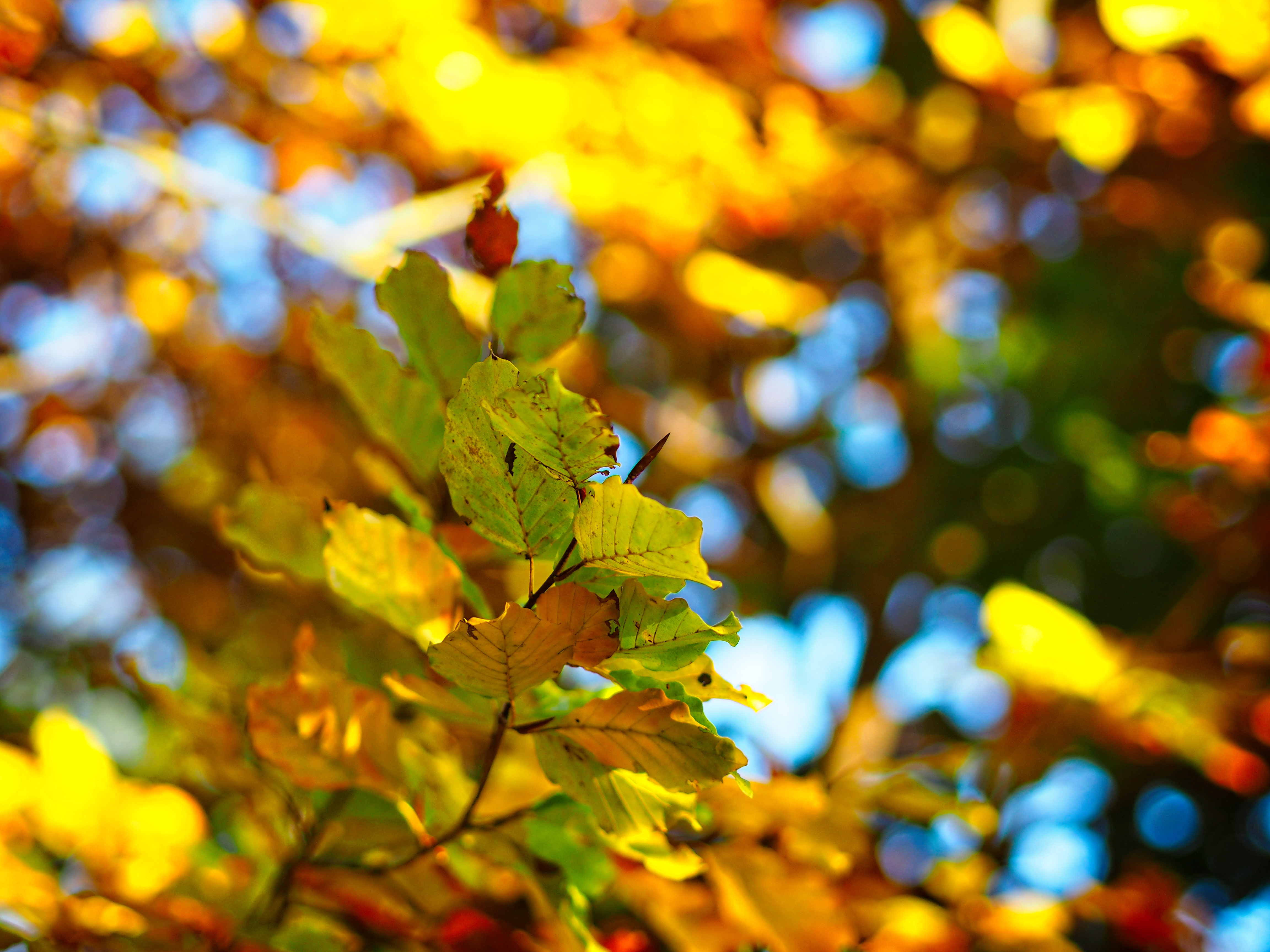android blur, leaves, nature, autumn, smooth, branch, boquet, bokeh