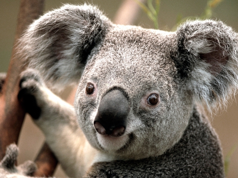 41186 Bildschirmschoner und Hintergrundbilder Koalas auf Ihrem Telefon. Laden Sie  Bilder kostenlos herunter