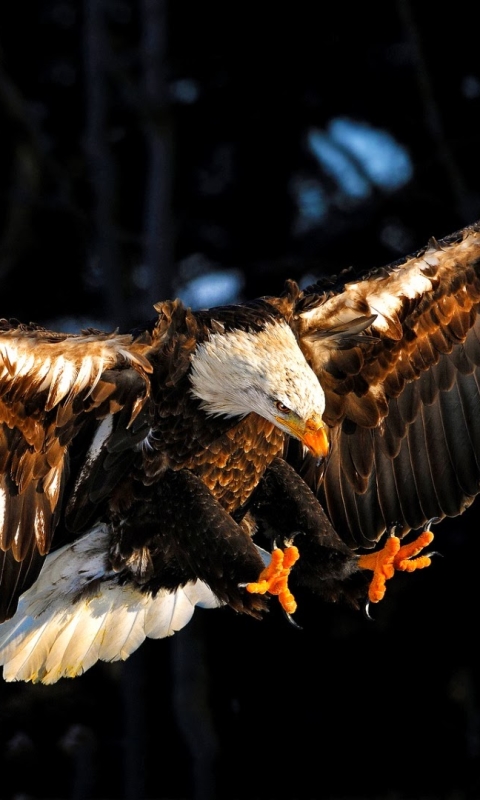 1135722 скачать обои животные, белоголовый орлан, летающий, орел, птицы, птица, когти - заставки и картинки бесплатно