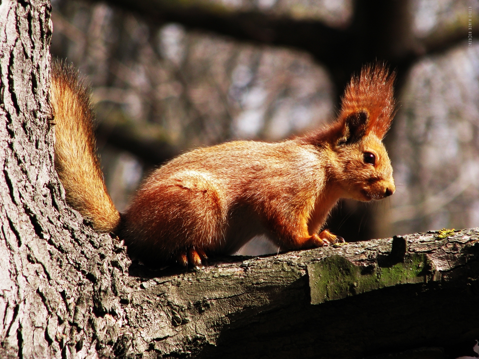 Free download wallpaper Squirrel, Animals, Nature on your PC desktop