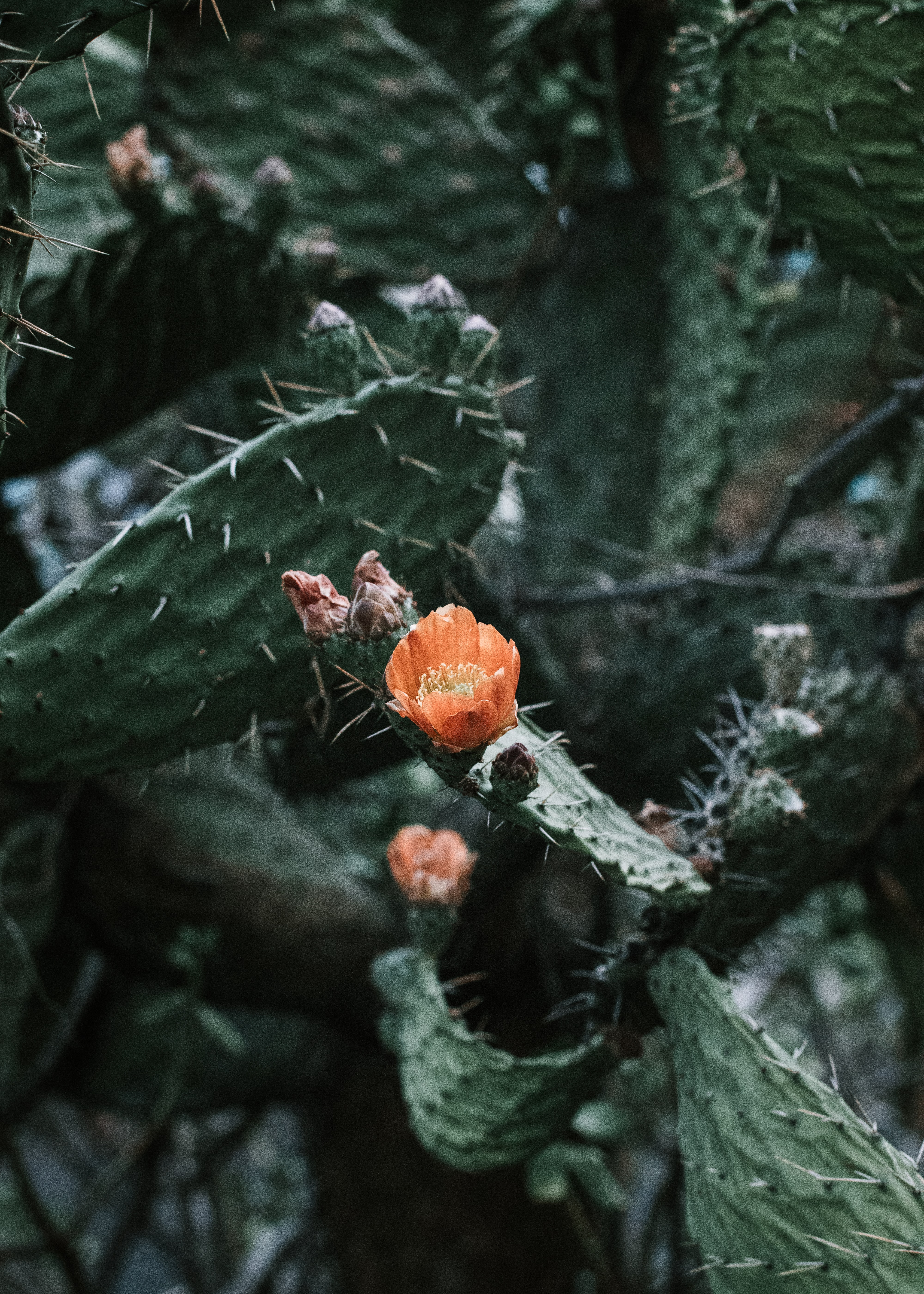 cactus, flower, plant, macro High Definition image