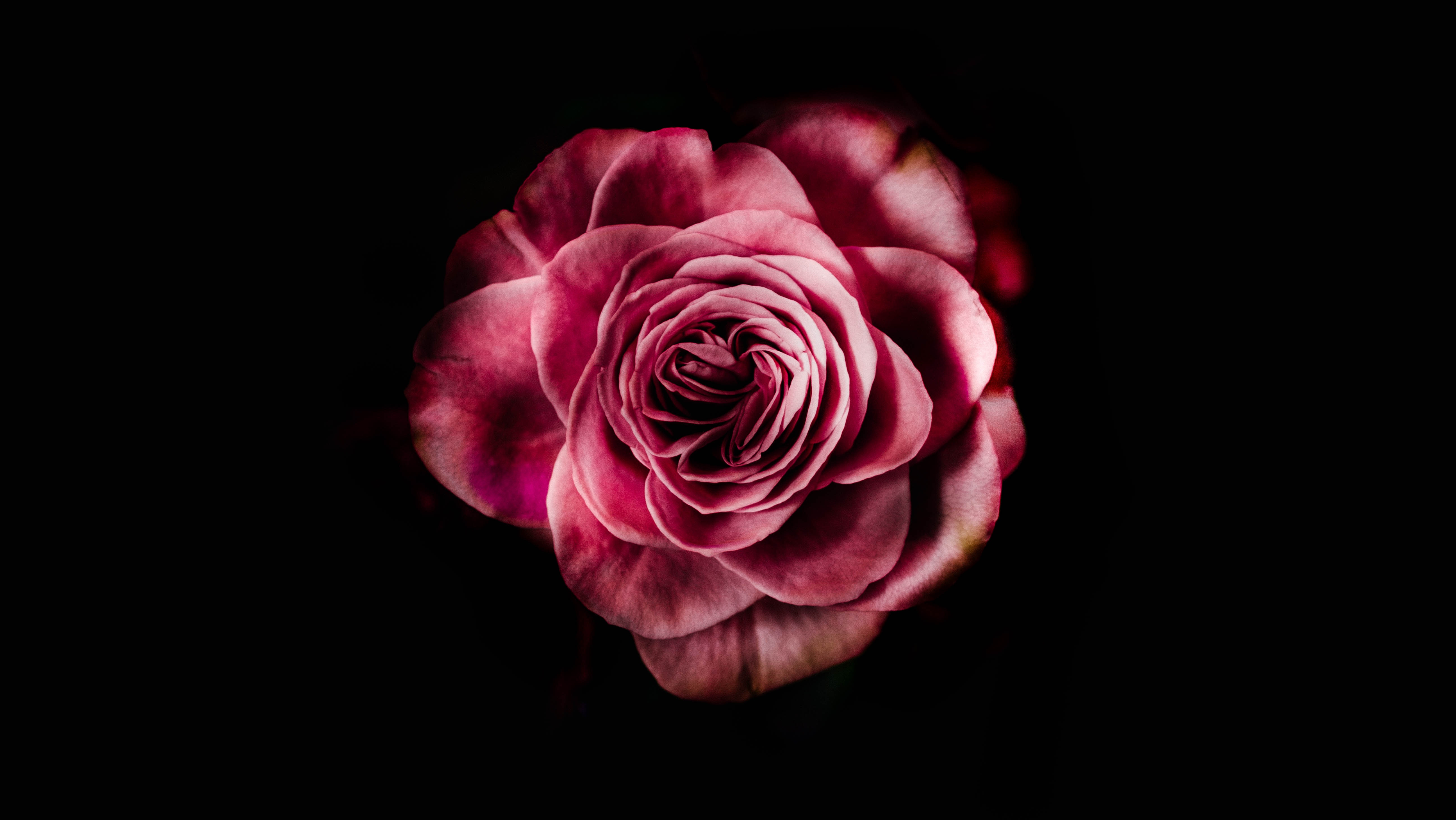 Скачать картинку Роза, Темный Фон, Бутон, Цветение, Цветы, Цветок, Розовый, Лепестки в телефон бесплатно.