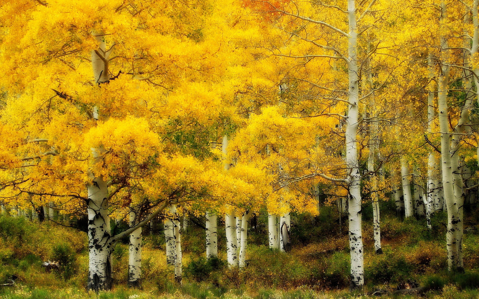 earth, fall, birch High Definition image