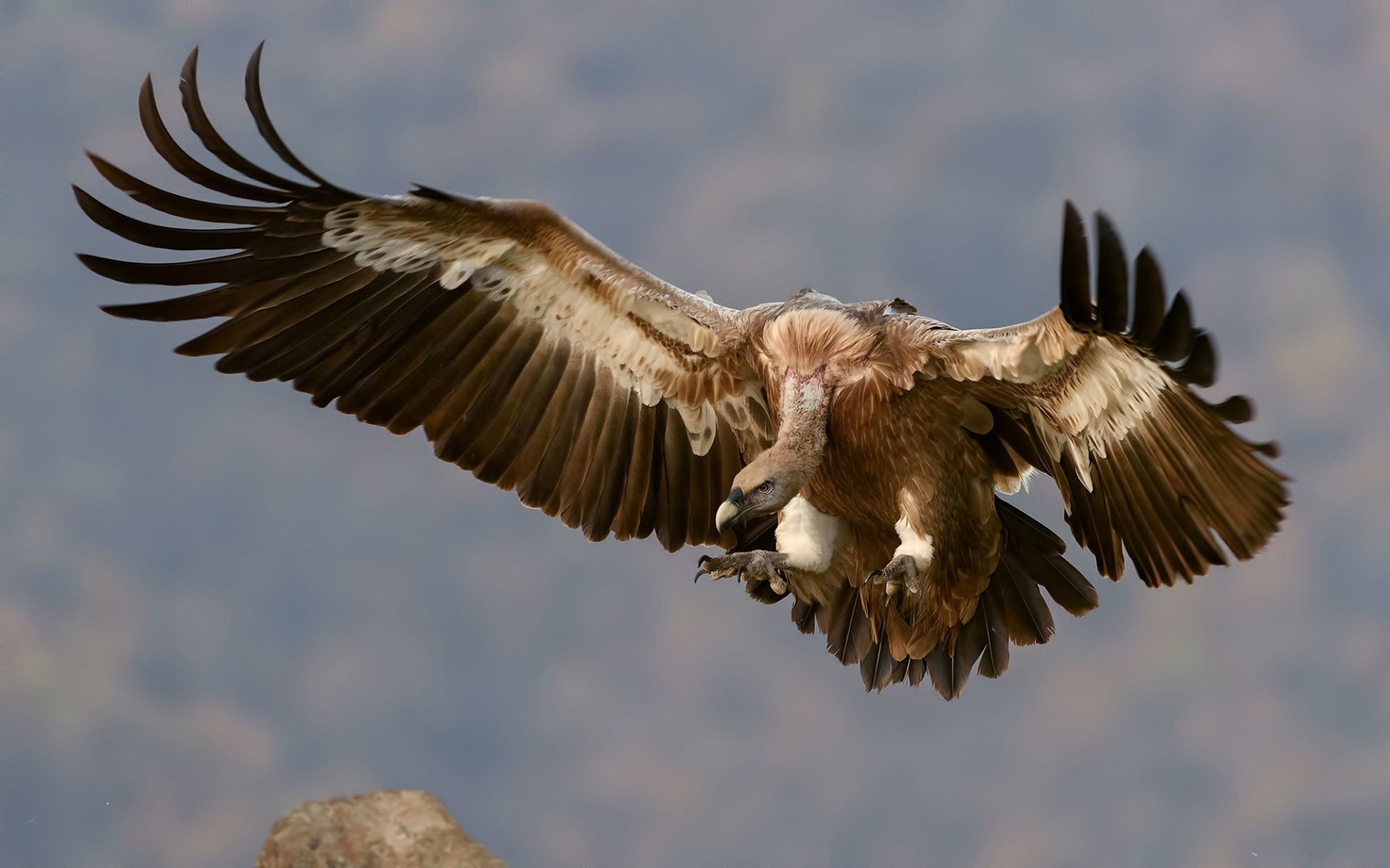 animal, griffon vulture, bird, flying, vulture, wings, birds