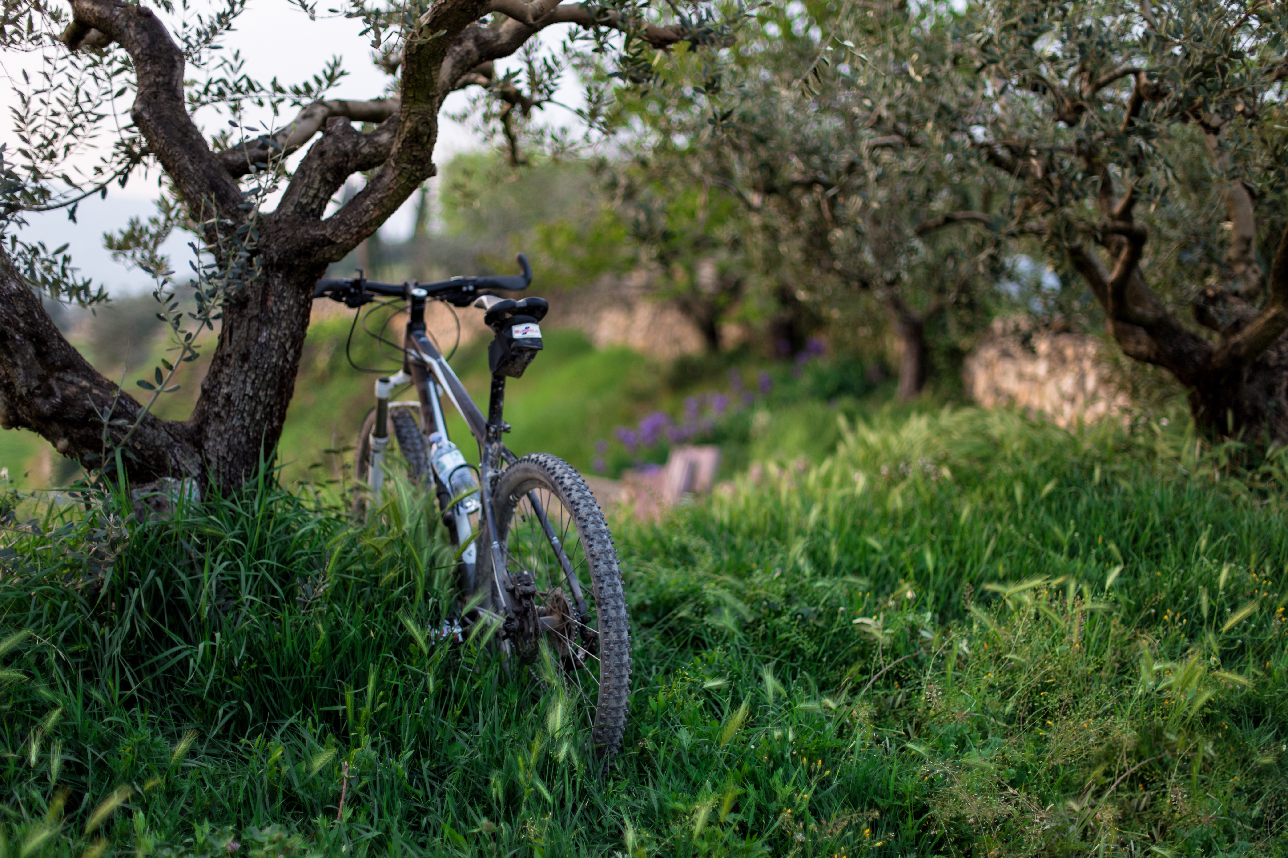 Download mobile wallpaper Trees, Grass, Bicycle, Sports for free.