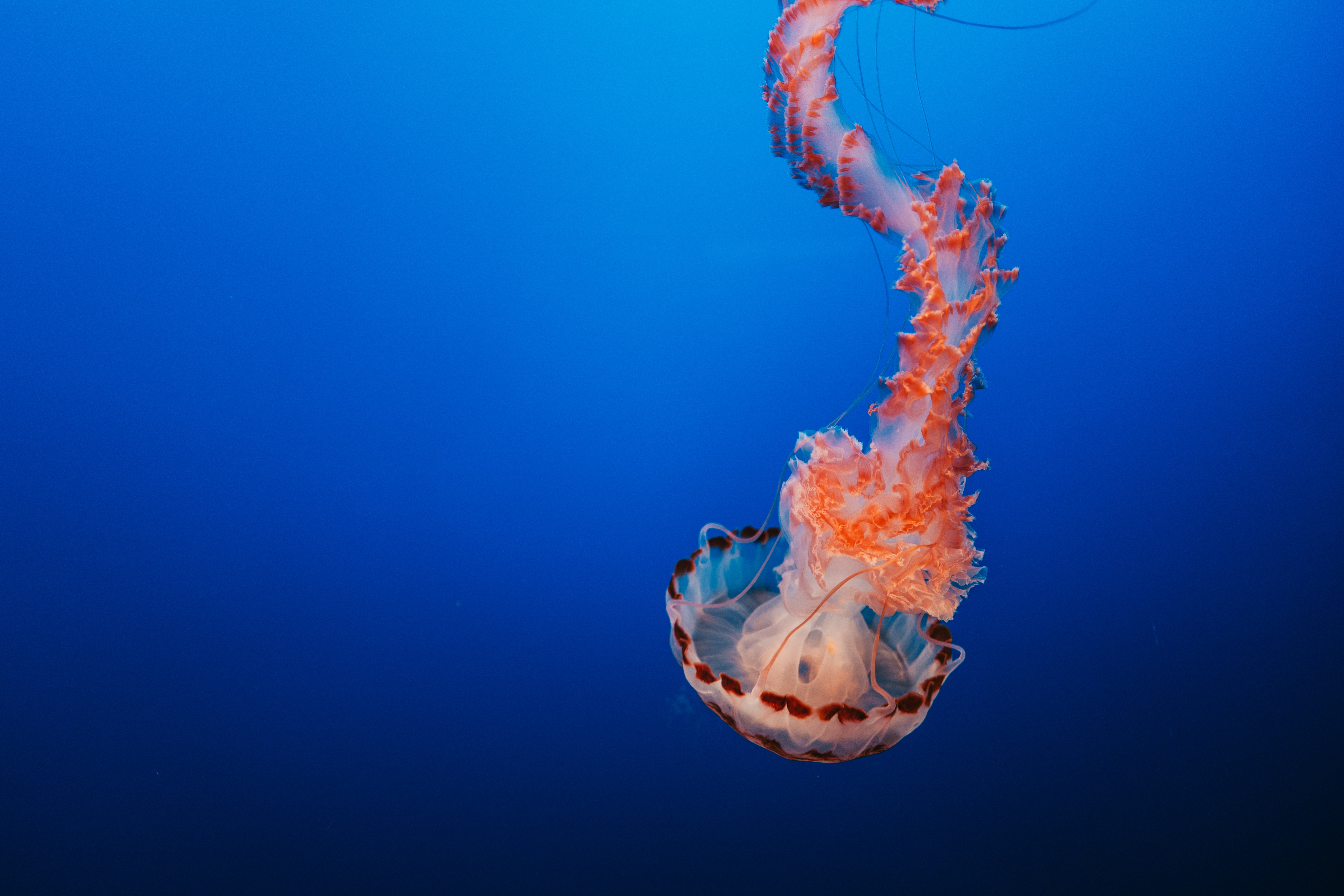 89115 скачать картинку подводный мир, животные, сша, медуза, щупальцы, монтерей - обои и заставки бесплатно