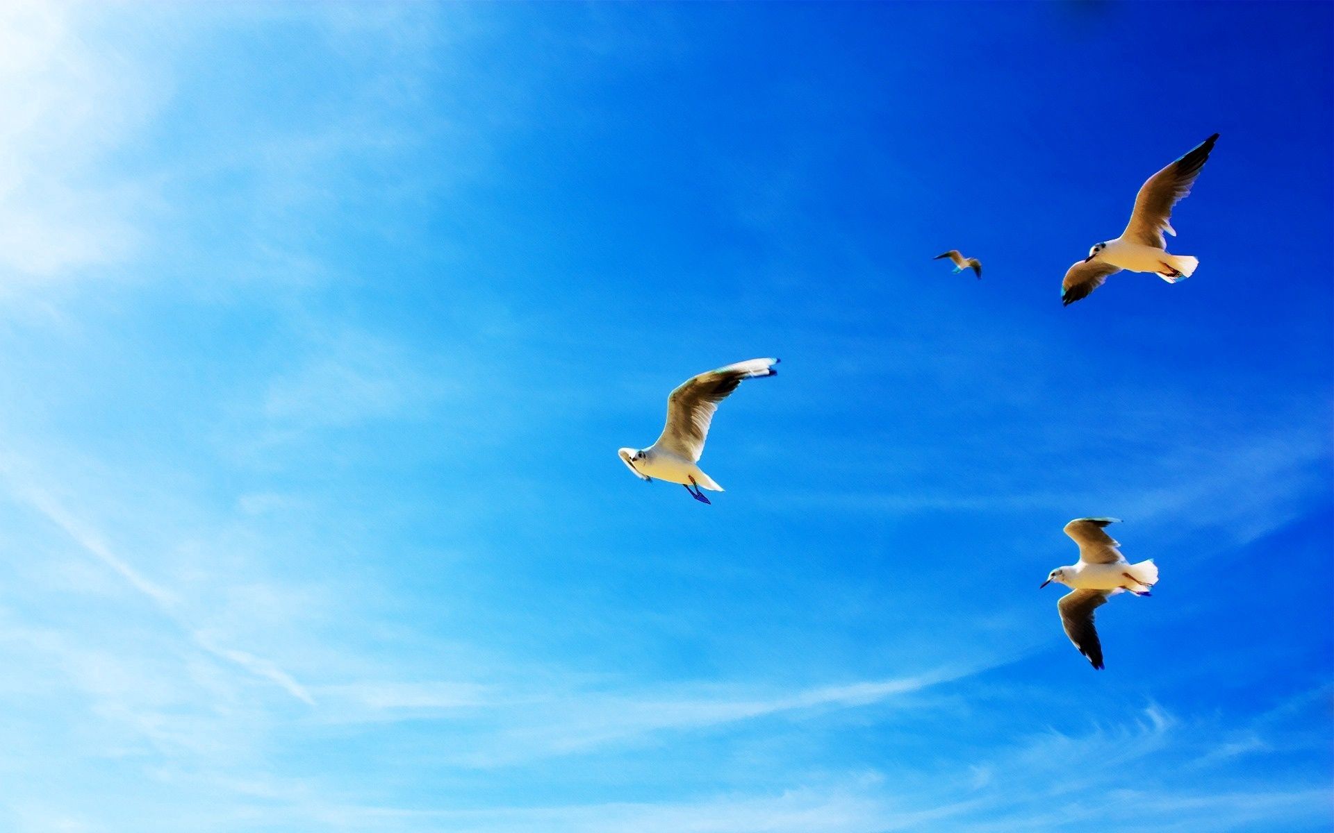 56029 Hintergrundbild herunterladen tiere, seagulls, flug, blauer himmel, blue sky - Bildschirmschoner und Bilder kostenlos