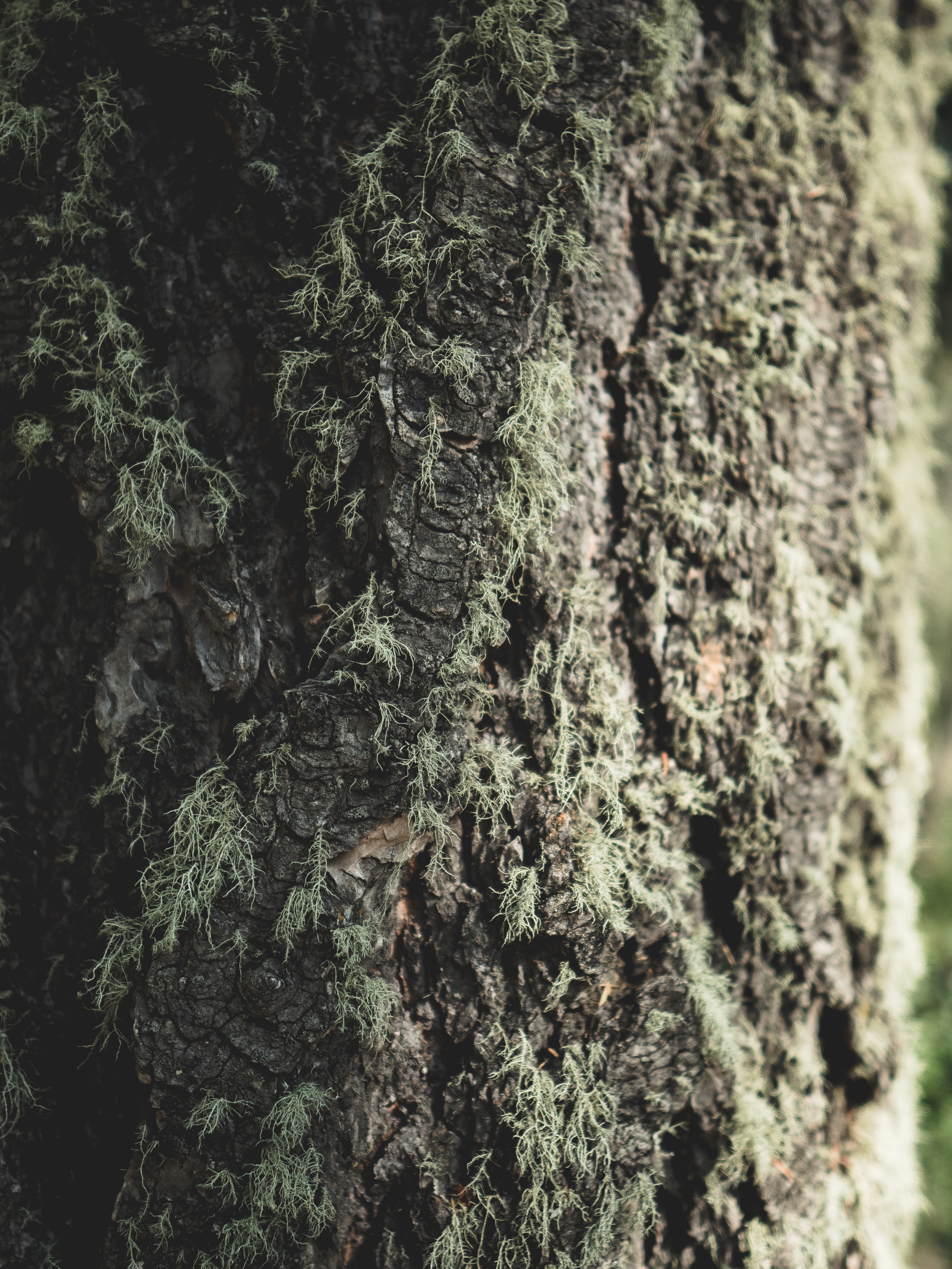 Download mobile wallpaper Wood, Bark, Macro, Tree, Close Up, Moss for free.