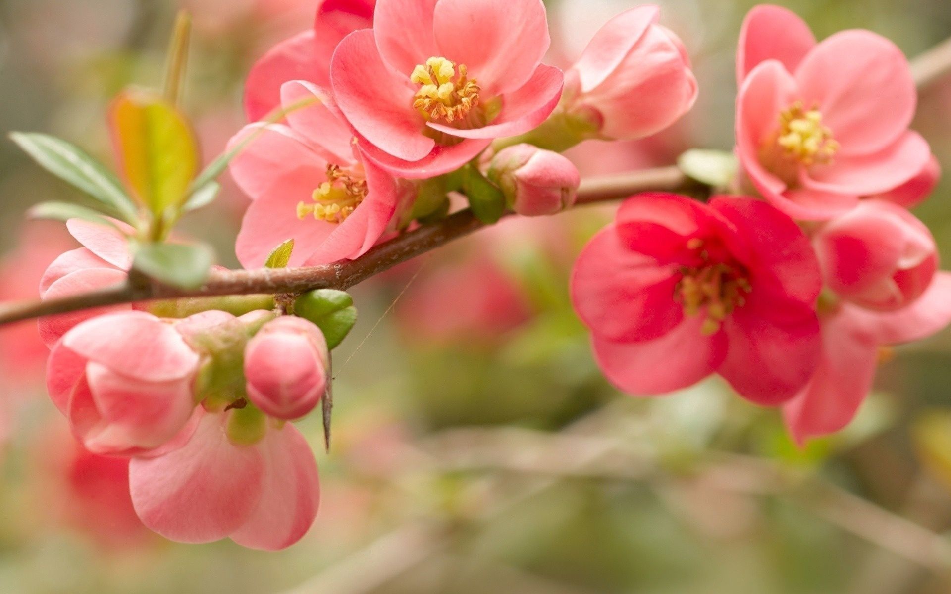 Full HD Wallpaper flowering, bloom, pink, flower, macro, bright, branch
