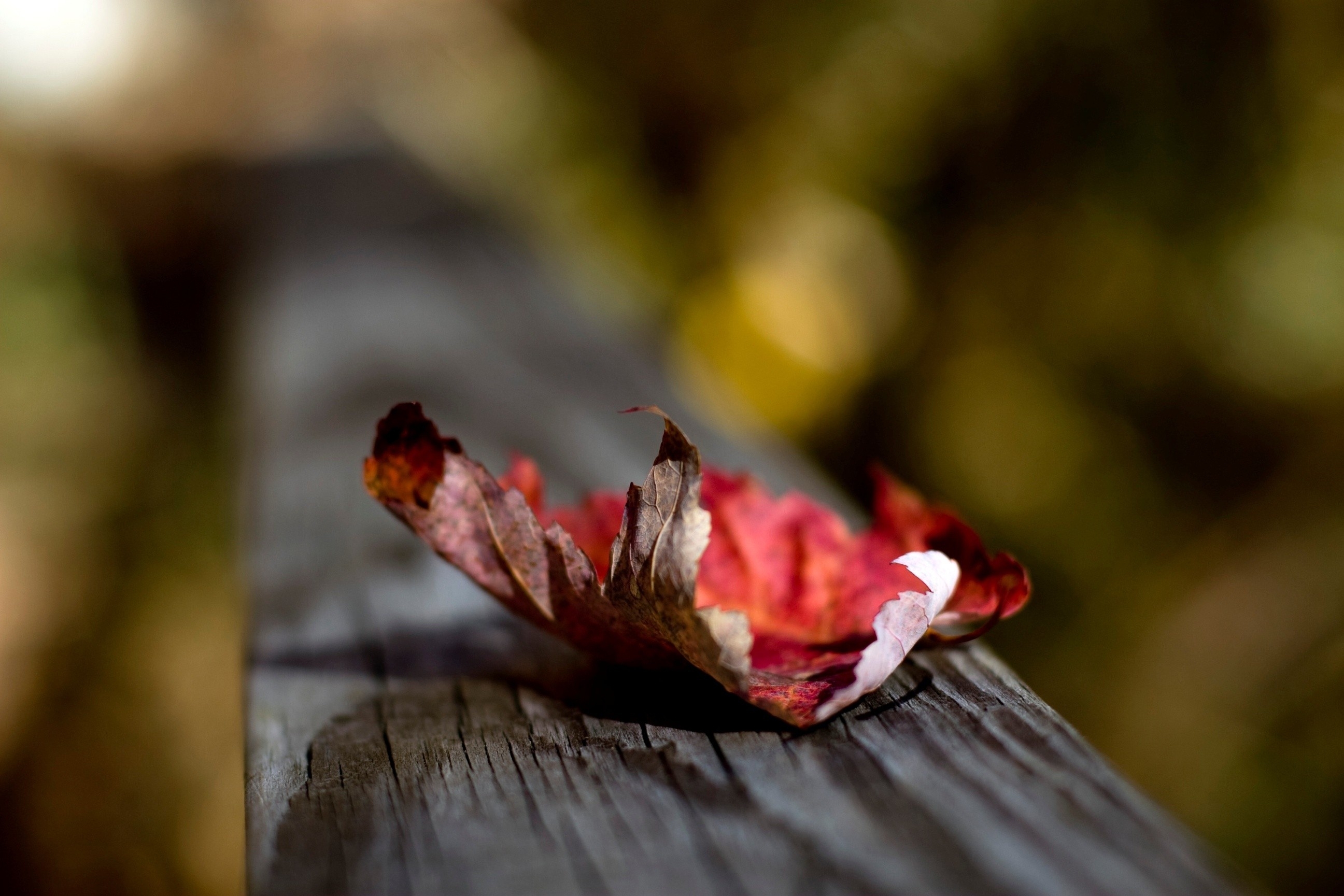 sheet, autumn, macro, wood, wooden, surface, leaf, dry HD for desktop 1080p