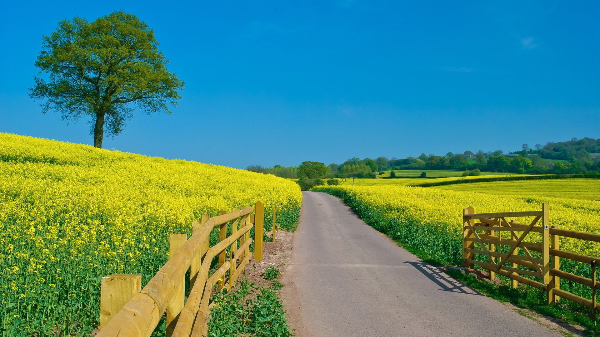 road, open spaces, summer, expanse, flowers, slopes, yellow, nature, fencing, enclosure, day