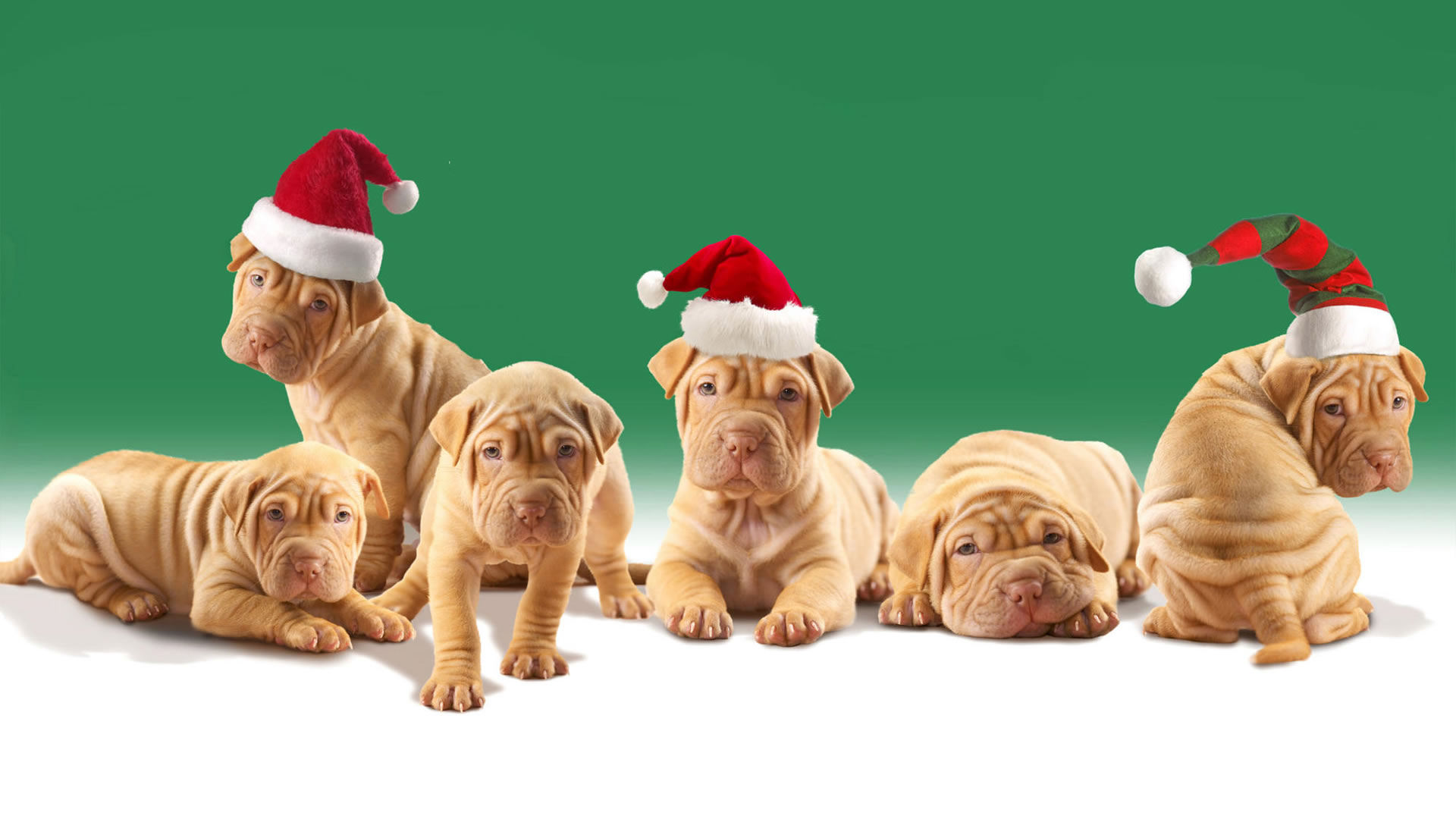 puppy, animal, cute, dog, santa hat, shar pei