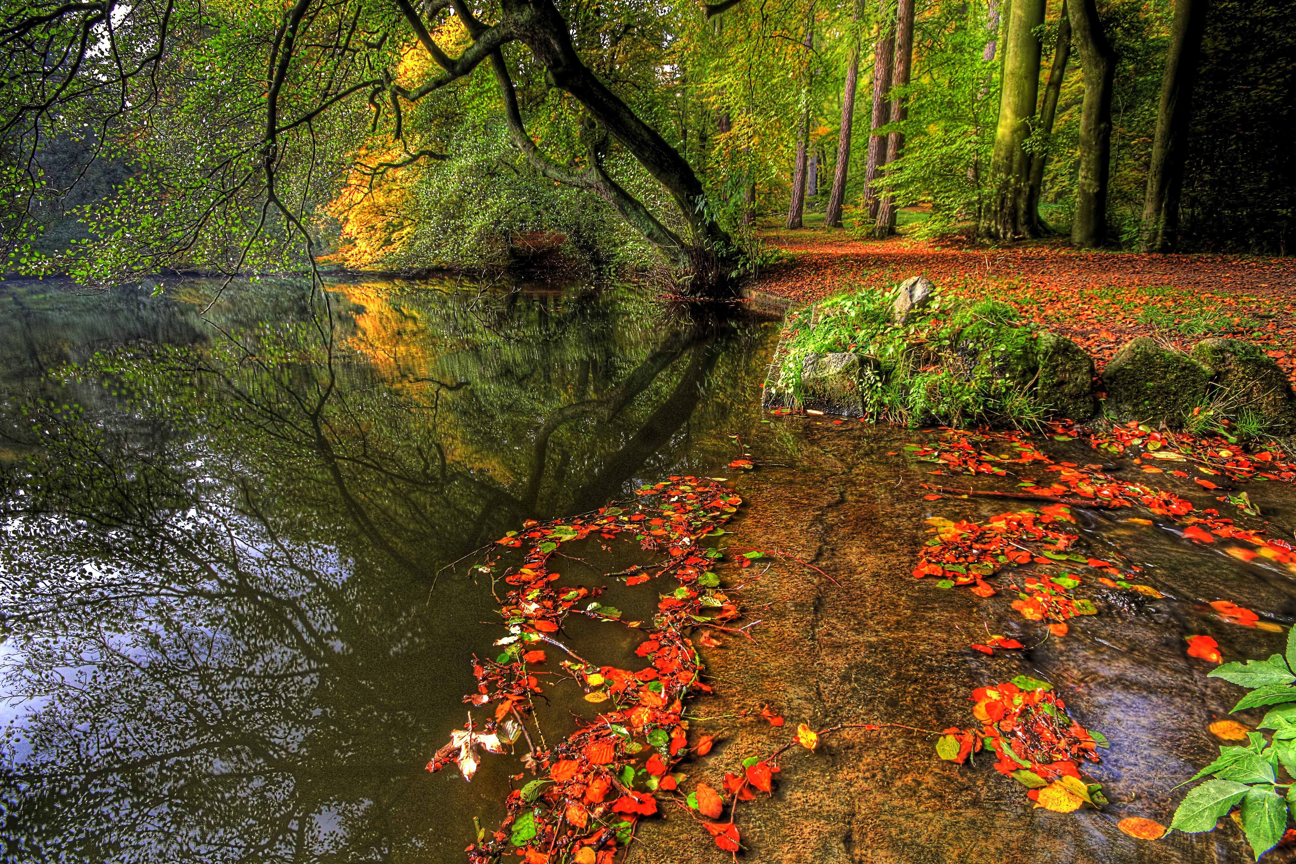Скачать картинку Плита, Пруд, Парк, Природа, Листья, Деревья, Осень в телефон бесплатно.
