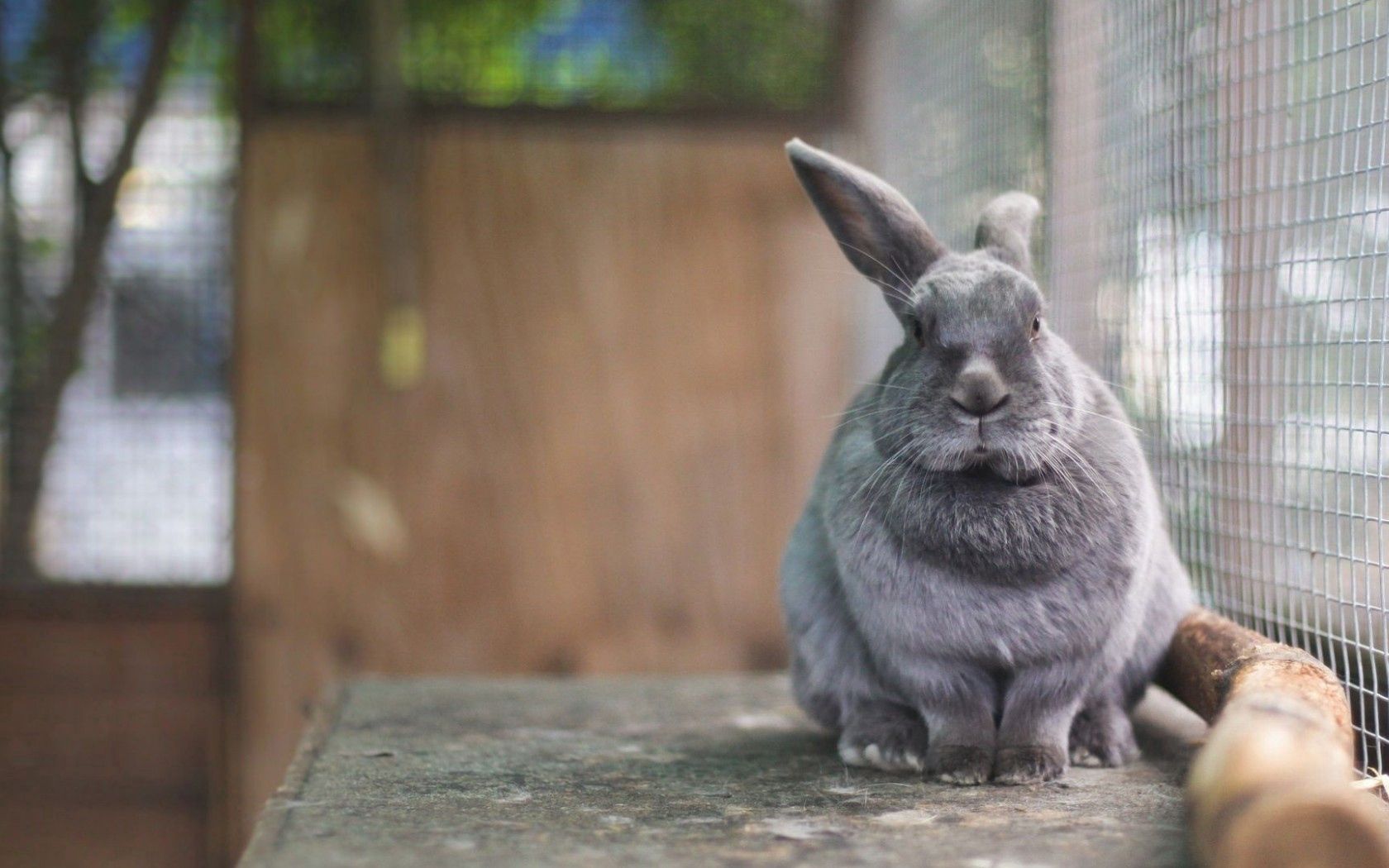 140269 Hintergrundbild herunterladen kaninchen, tiere, ohren, eared, in einem käfig, im käfig - Bildschirmschoner und Bilder kostenlos