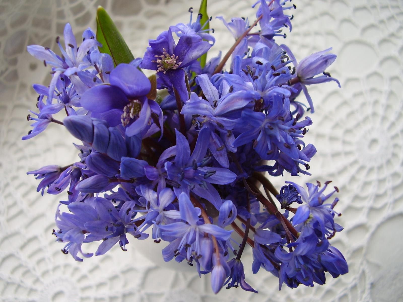 flowers, blue, bouquet, napkin Free Stock Photo